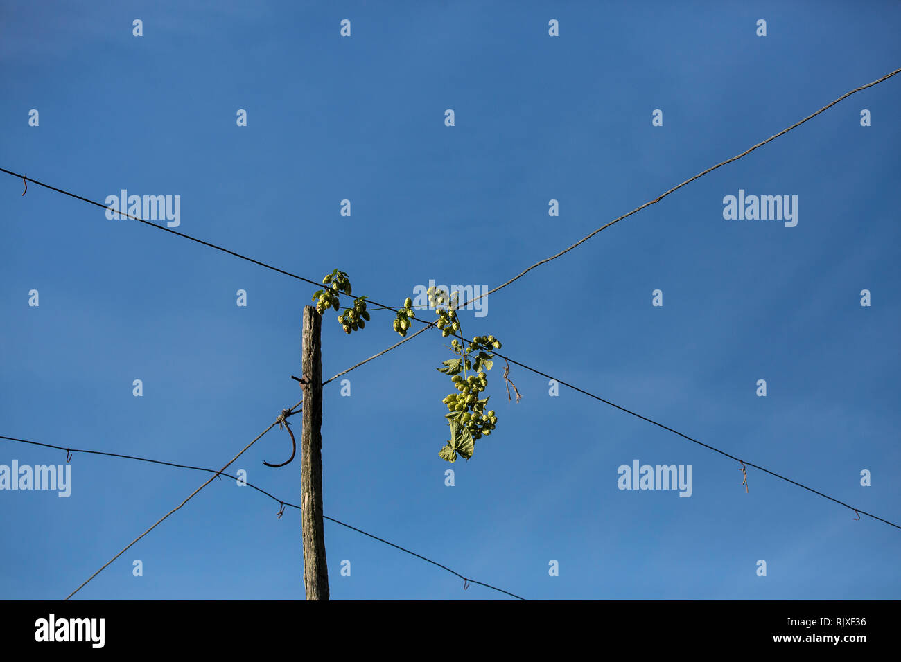 Hop Ernte in Larkins Brauerei, Chiddingstone, Kent Stockfoto