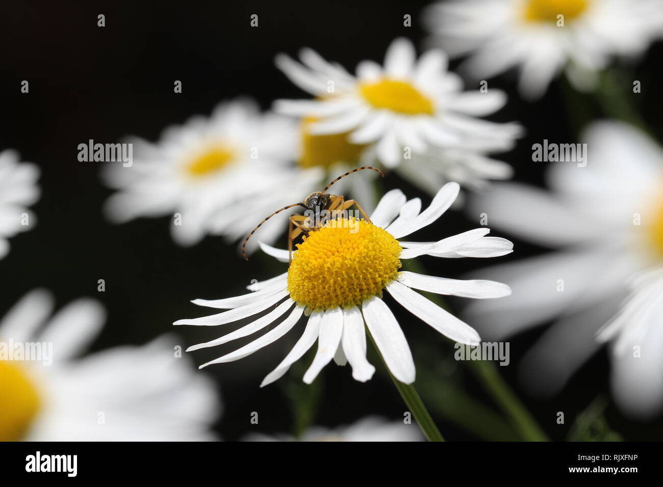 Leptura-/Leptura-Rubra-Käfer, die auf einer Blume sitzen. Stockfoto