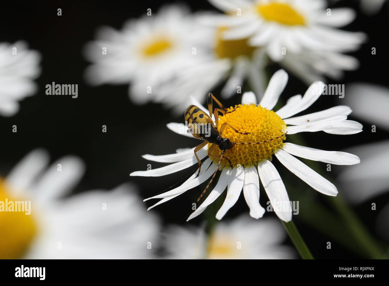 Leptura-/Leptura-Rubra-Käfer, die auf einer Blume sitzen. Stockfoto