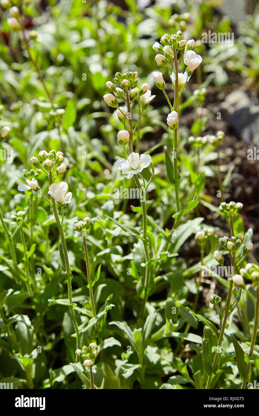 Weiss Arabis Caucasica Blumen Im Garten Stockfotografie Alamy