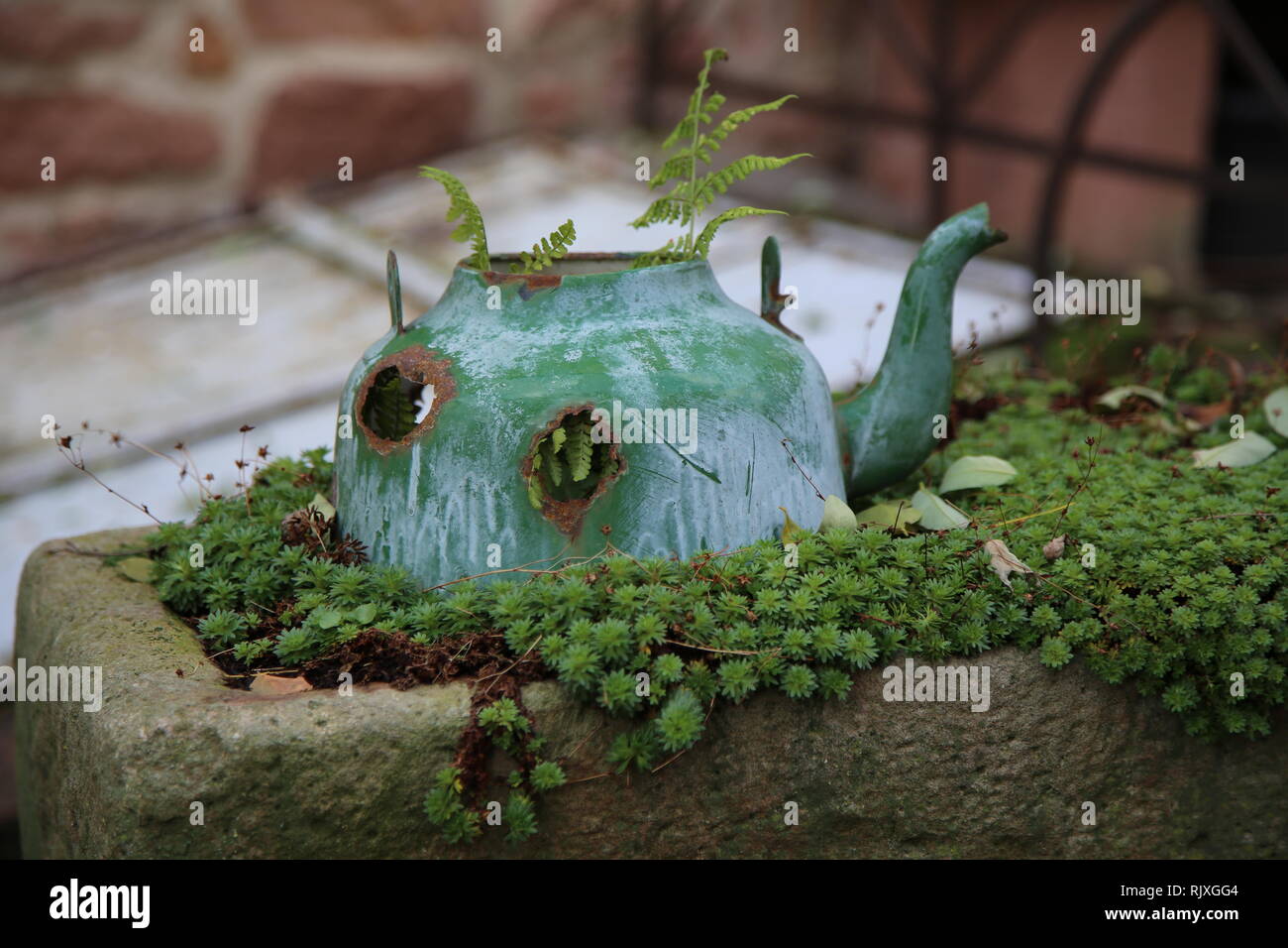 Alter Wasserkocher statt Blumentopf Stockfoto