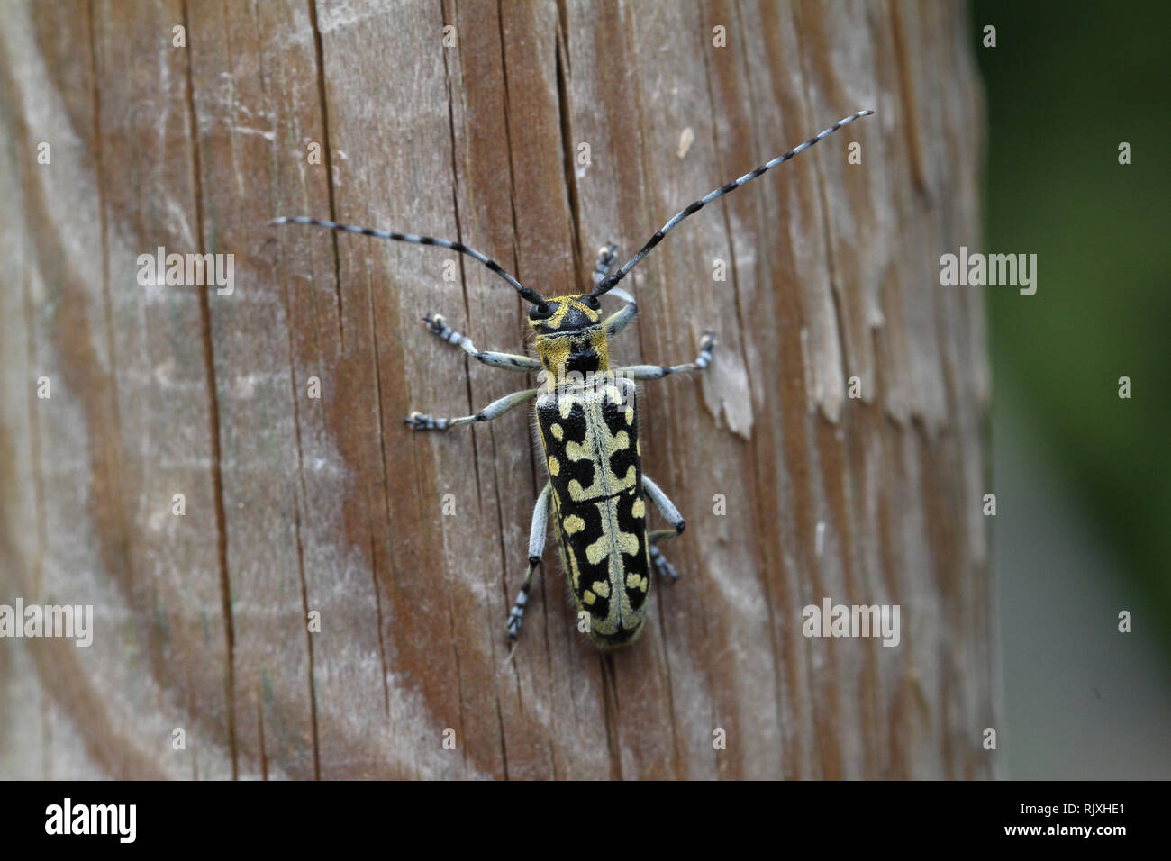 Leptura/Leptura rubra Käfer sitzen auf einem hölzernen Oberfläche Stockfoto