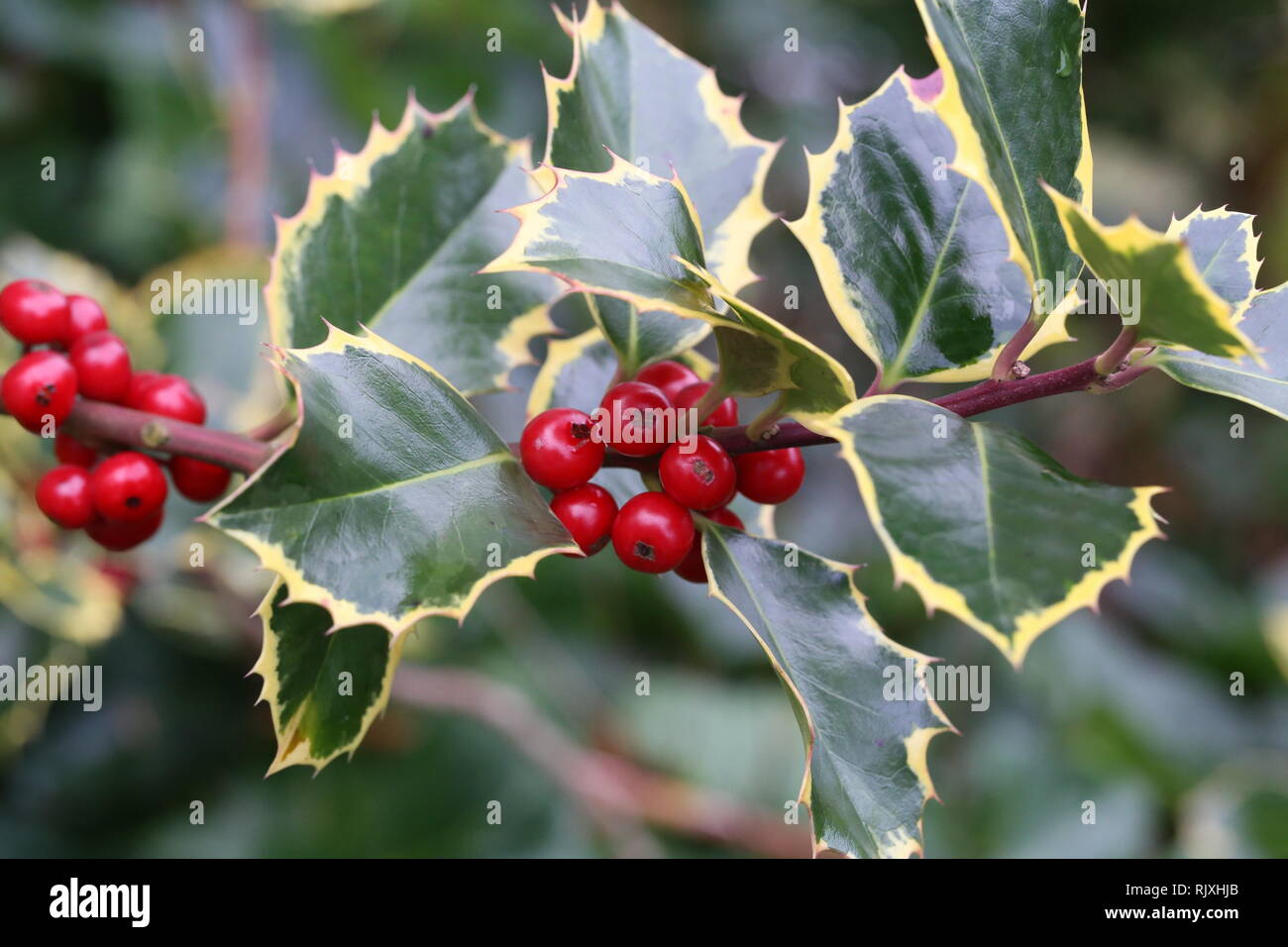 Stacheliger Strauch Stockfotos und bilder Kaufen Alamy