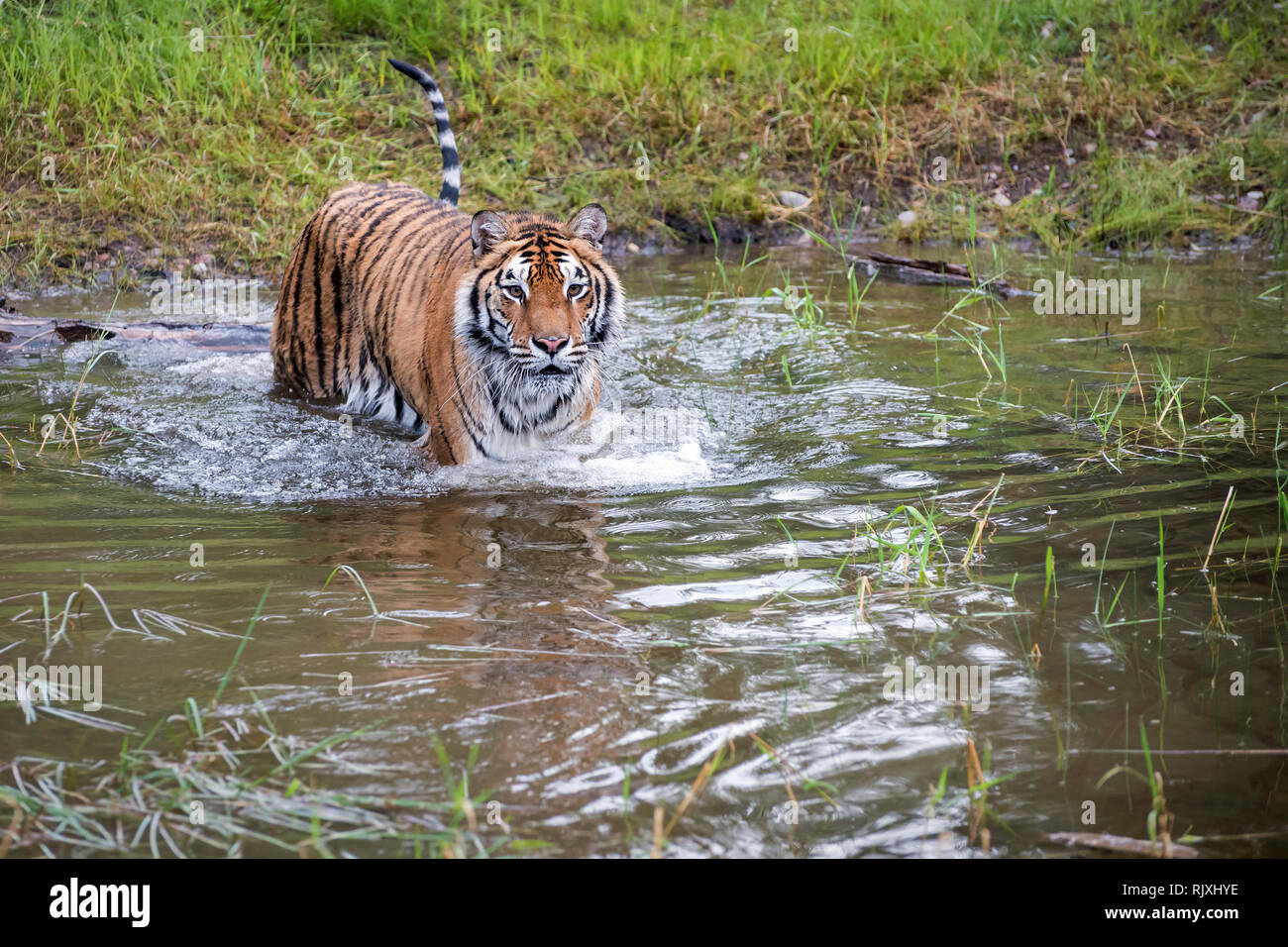 Tiger das Waten durch Wasser mit Wellen und einige Reflexion Stockfoto
