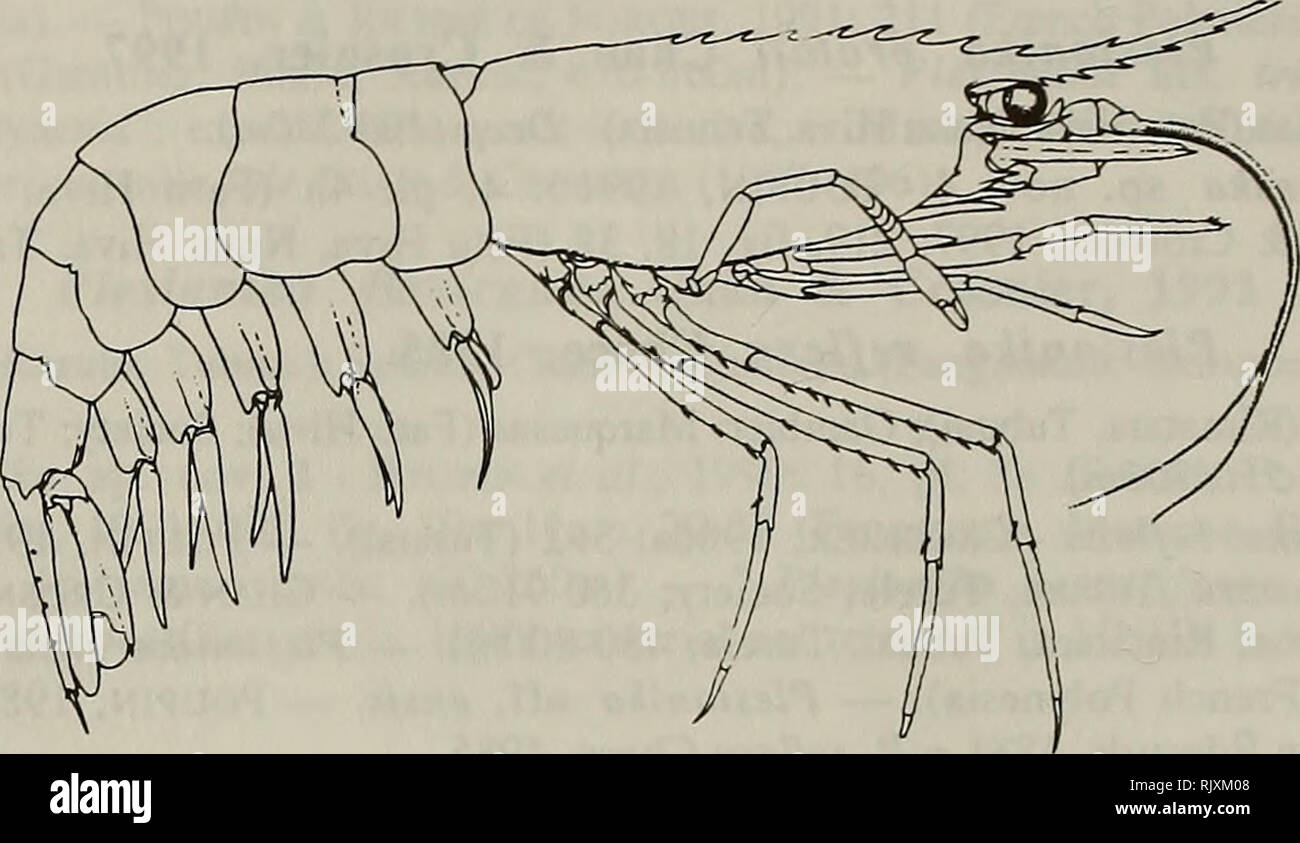 . Atoll Forschung Bulletin. Korallenriffe und Inseln; Meeresbiologie; Marine Sciences. 30 Referenzen. - Plesionika aff. williamsi - CROSNIER, 1986: 373, Abb. 4a-g (Tahiti). - POUPIN et al y 1990: 16 (Französisch-Polynesien), zum Teil, siehe unter S. macropoda. - Plesionika williamsi - POUPIN, 1996 b: 12, Pi. 5 f (Bellinghausen, Eiao, Fangataufa, Gambier, marutea Makemo, Süden, Moruroa, Rurutu, Tahiti, Tahuata, Ua Pou; 310-470 m). -Chan&amp; Crosnier, 1997: 209, Abb. 14-15, 32-33 (Syn.; Bellingshausen, Eiao, Fangataufa, marutea Makemo, Süden, Moruroa, Tahiti, Tahuata, Tubuai, Ua Pou; 350-600). Abbildung 5: Stockfoto