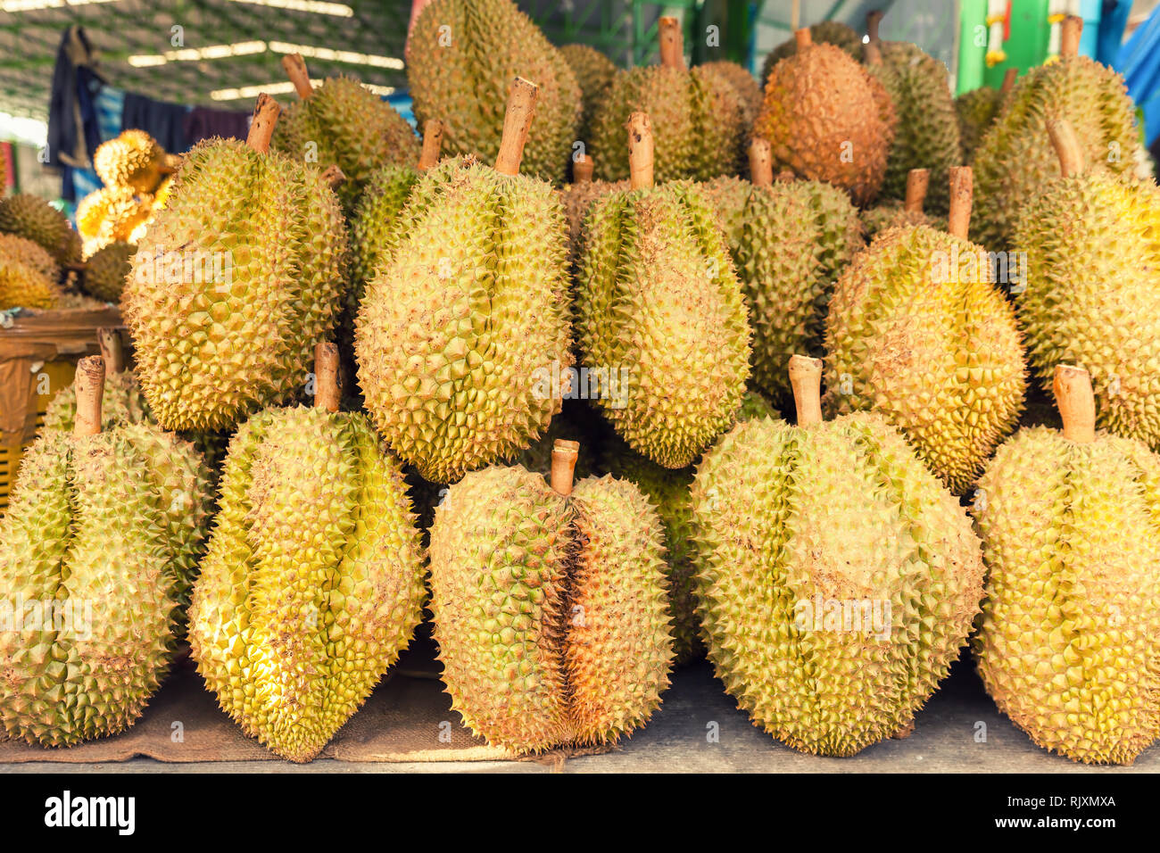 Exotische tropische Früchte Durian auf der Straße Markt/Thai Früchte: Durian, die umstrittene König von tropischen Früchten/Asien Stockfoto