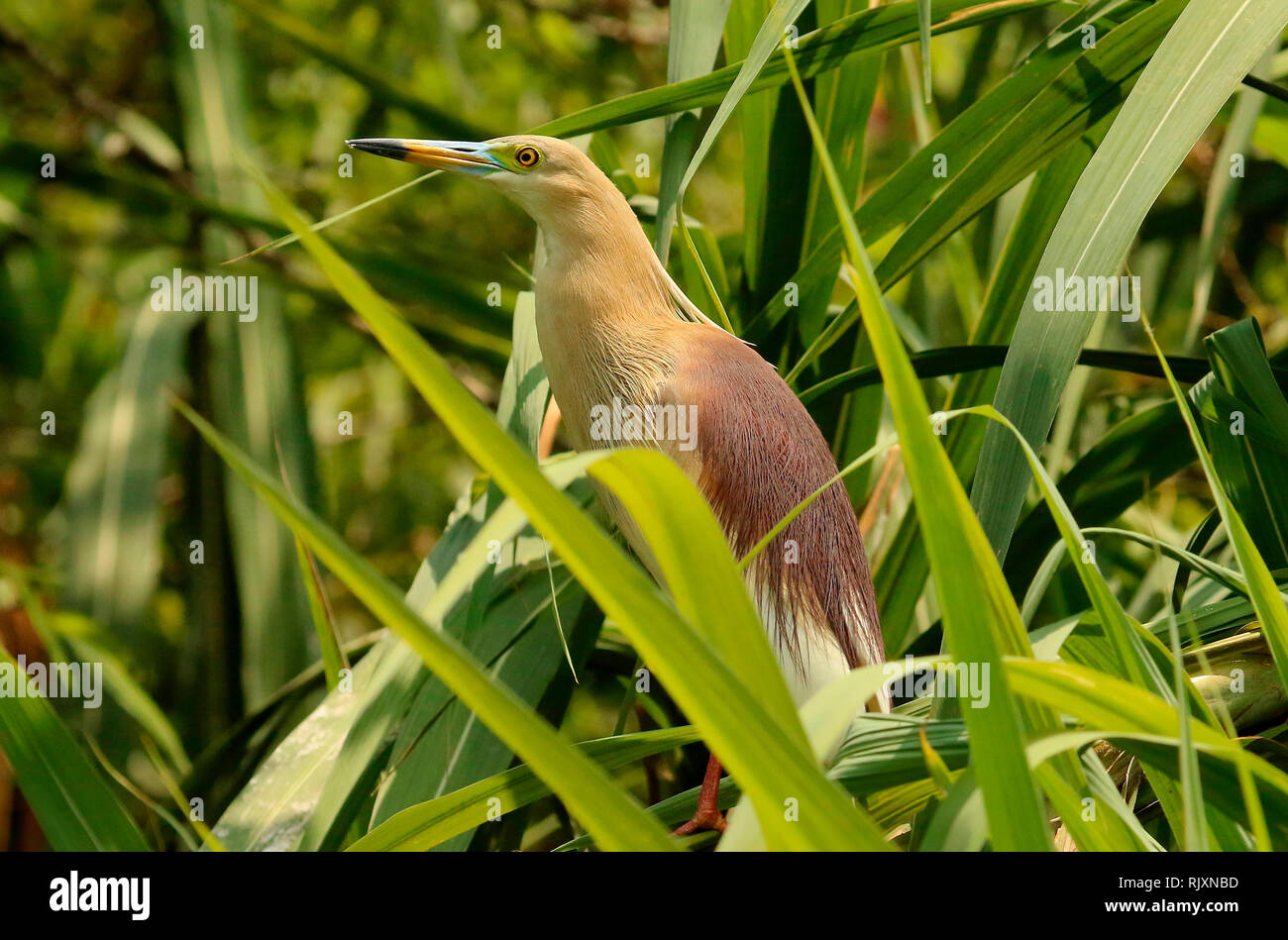 Teich Heron im Gefieder, Ardeola grayii, Ranganathittu Vogelschutzgebiet, Karnataka, Indien Stockfoto Teich Heron im Gefieder, Ardeola grayii, Ranganathittu Vogelschutzgebiet, Karnataka, Indien Stockfoto