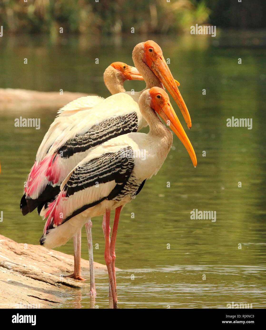 Painted Stork, Mycteria leucocephala, Ranganathittu Vogelschutzgebiet, Karnataka, Indien Stockfoto