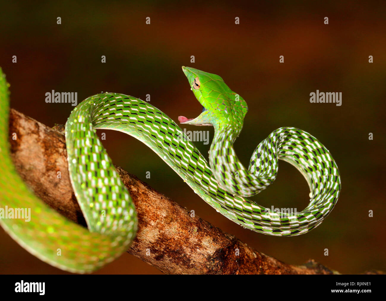 Grüne Rebe Schlange, Ahaetulla nasuta Agumbe, Karnataka, Indien Stockfoto