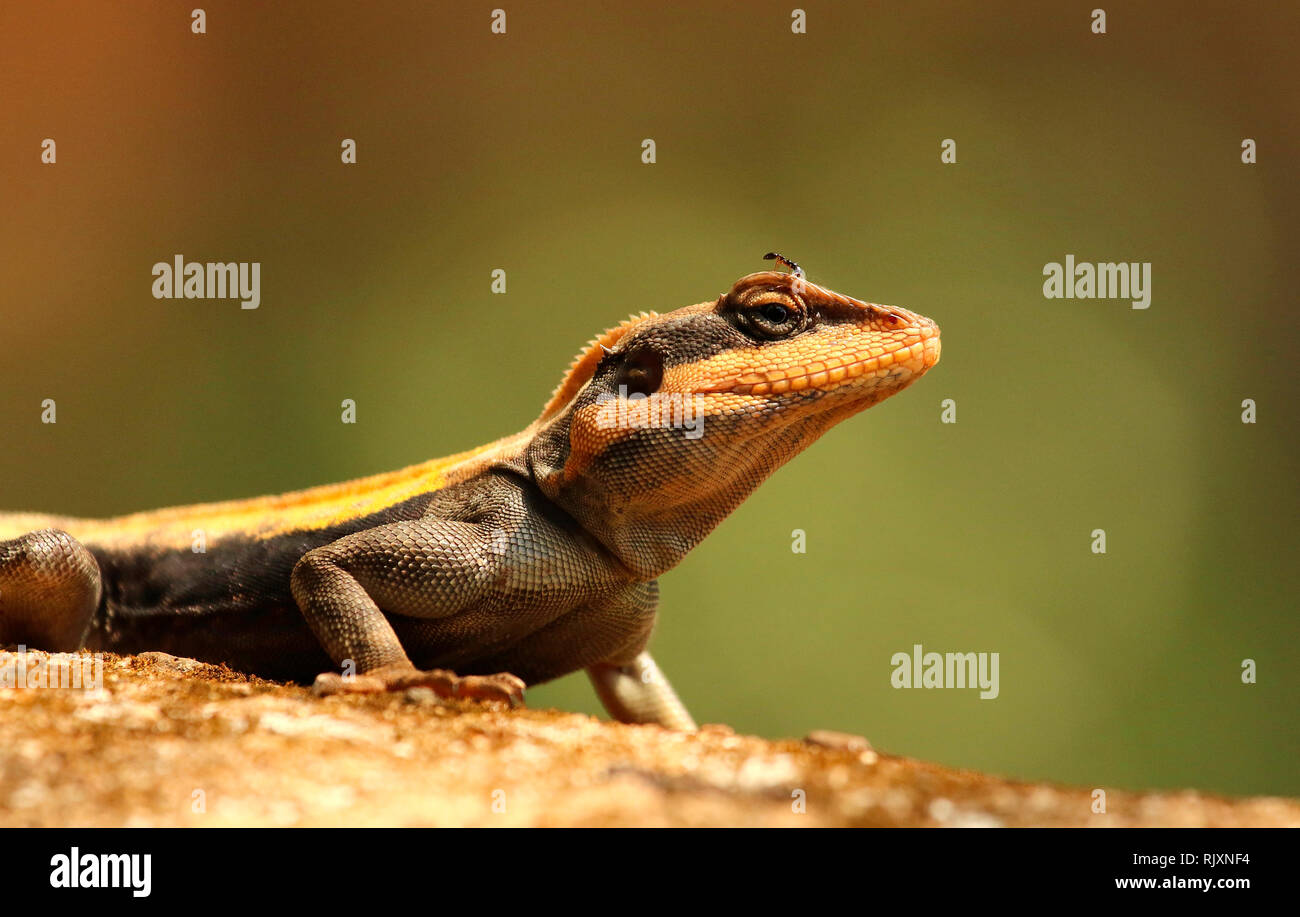Psammophilus dorsalis Fotos und Bildmaterial in hoher Auflösung Alamy