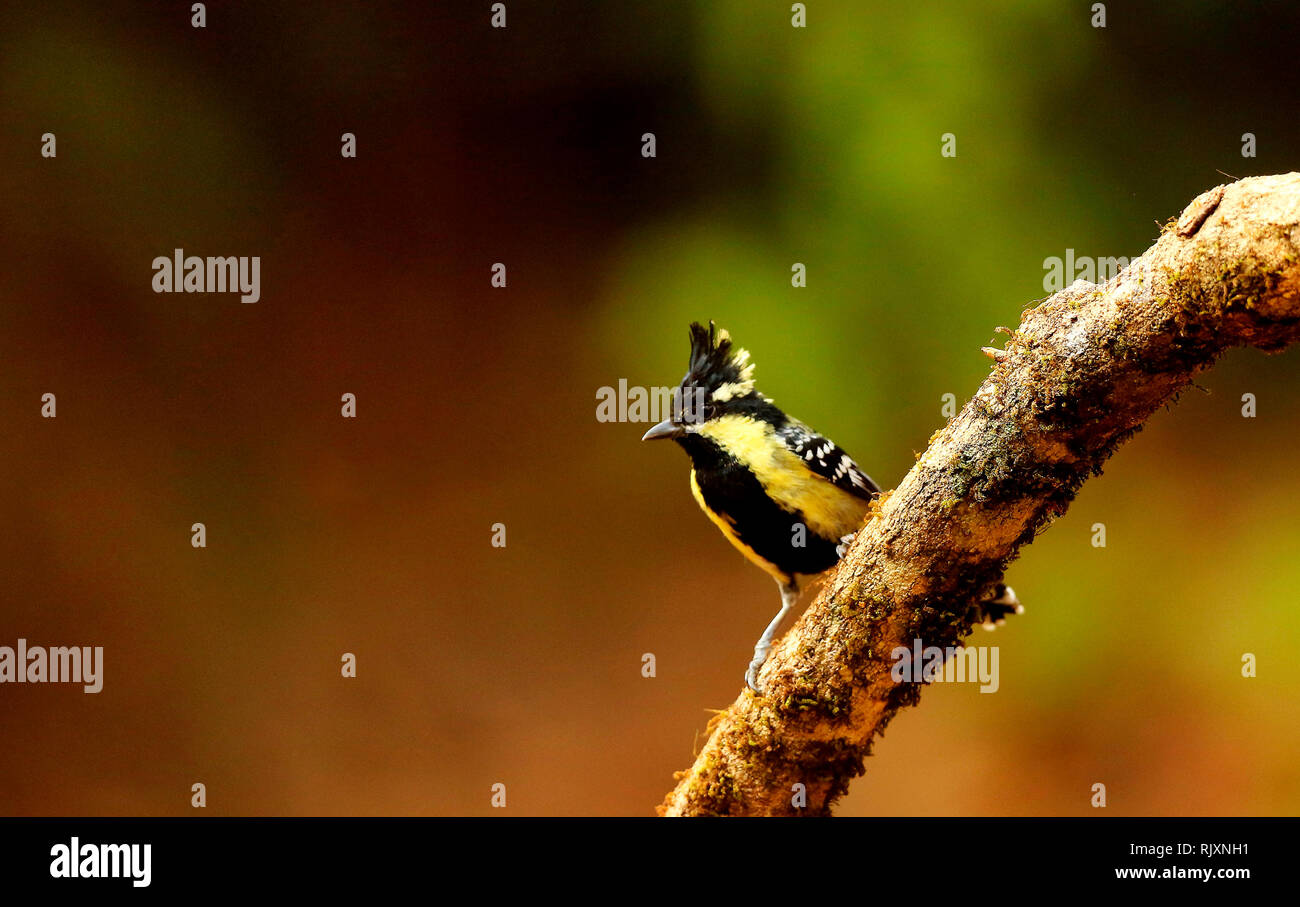 Schwarz lored Tit, Machlolopus aplonotus, Ganeshgudi, Karnataka, Indien Stockfoto