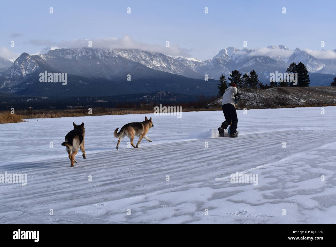 Ein Mann löscht Schnee von einem Outdoor Eislaufbahn auf einem Teich in der Nähe von Invermere, BC, in den kanadischen Rockies Stockfoto