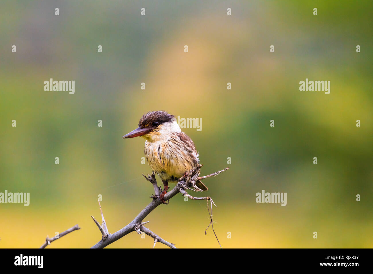 Kleiner Vogel - eisvogel Vogel. Tansania, Afrika Stockfoto