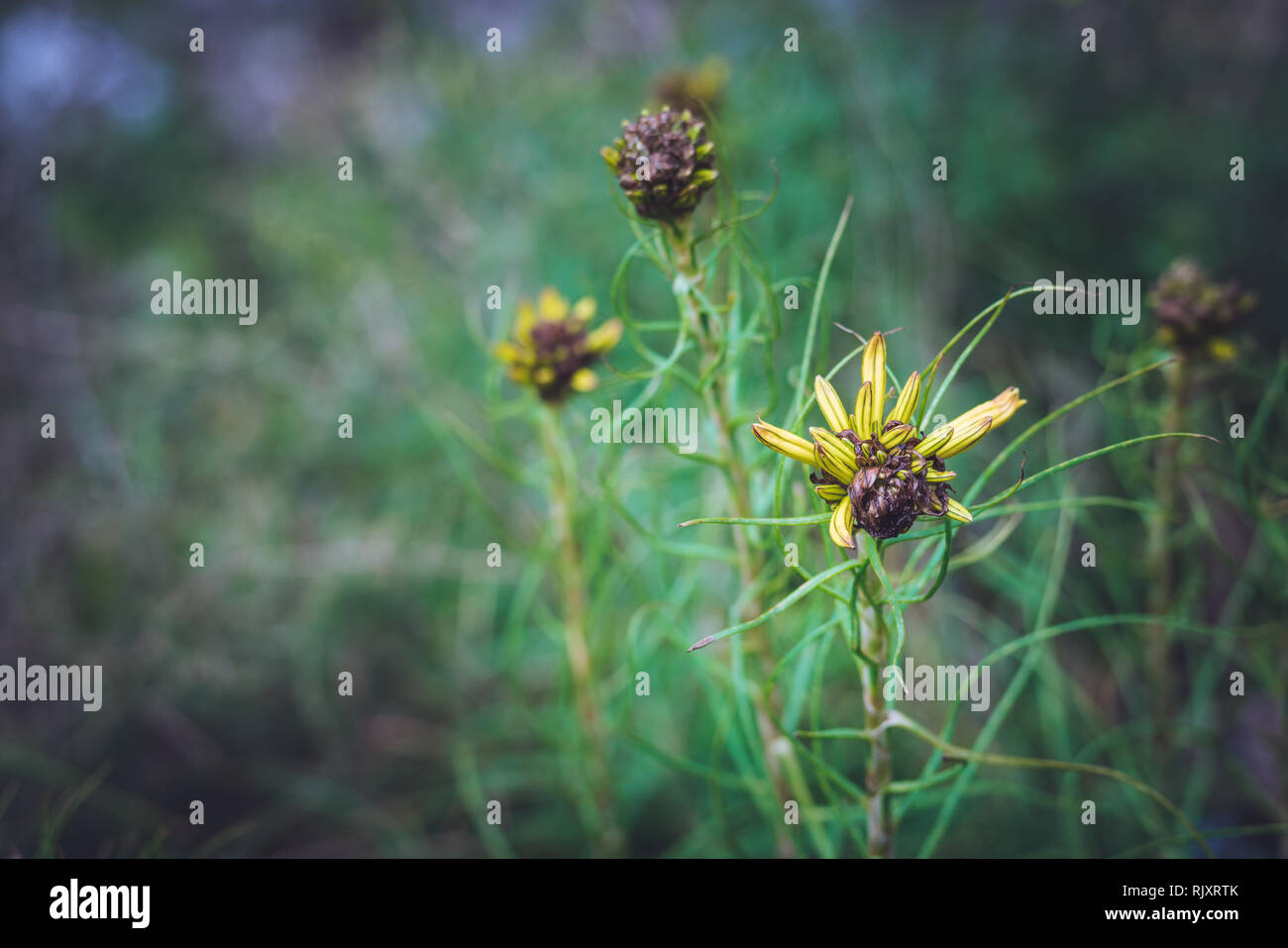 Beschädigt und Sterben gelb Aloe Vera Blumen im Garten im Sommer Stockfoto