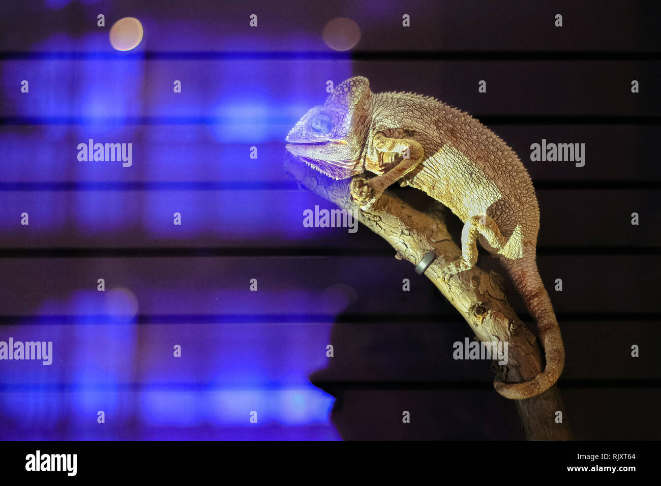 Chameleon Isoliert Auf Schwarzen Grossen Hintergrund Lizard Am
