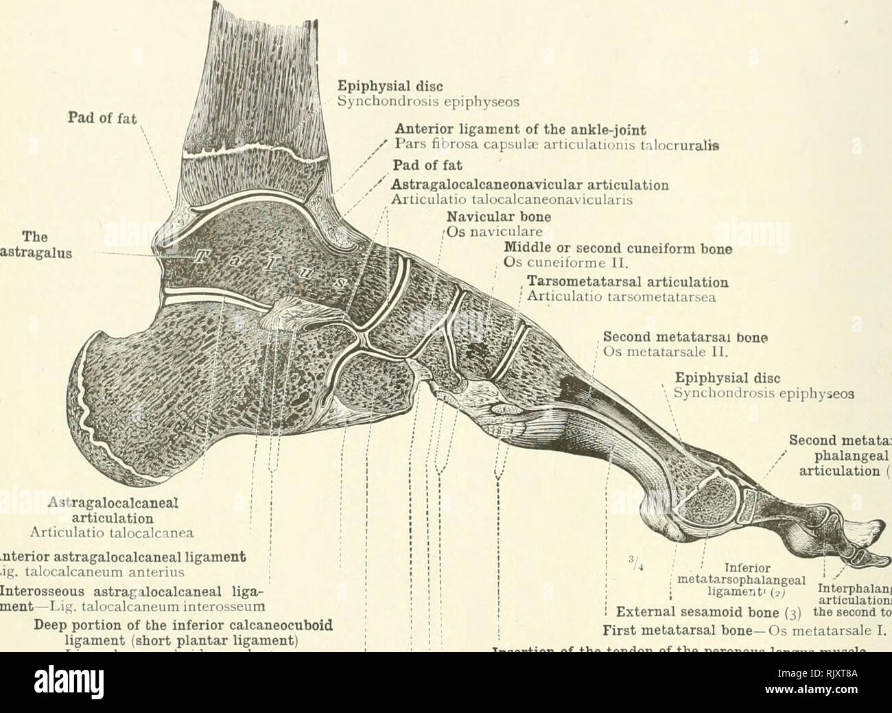 . Ein Atlas der menschlichen Anatomie für Studenten und Ärzte. Anatomie. 250 DIE GELENKE DER UNTEREN EXTREMITÄT Pad von Fett Epiphysial disc Synchondrosis epiphyseos anteriore Kreuzband der Knöchel-/Gleichheiten capsula Fibrosa: articulationis talocruralis Pad Fett/Astragalocalcaneonavicular Artikulation Articulatio talocalcaneonaviculars Kahnbein; Os naviculare Mitte oder zweiten Keilschrift Knochen. Os cuneiforme II. , Dem Matatarsus Artikulation' Articulatio tarsometatarsea. Zweiten Mittelfußknochen uns Metatarsus II. Epiphysial disc Synchondrosis Epiphyseo 3 Astragalocalcaneal Artikulation Articul Stockfoto