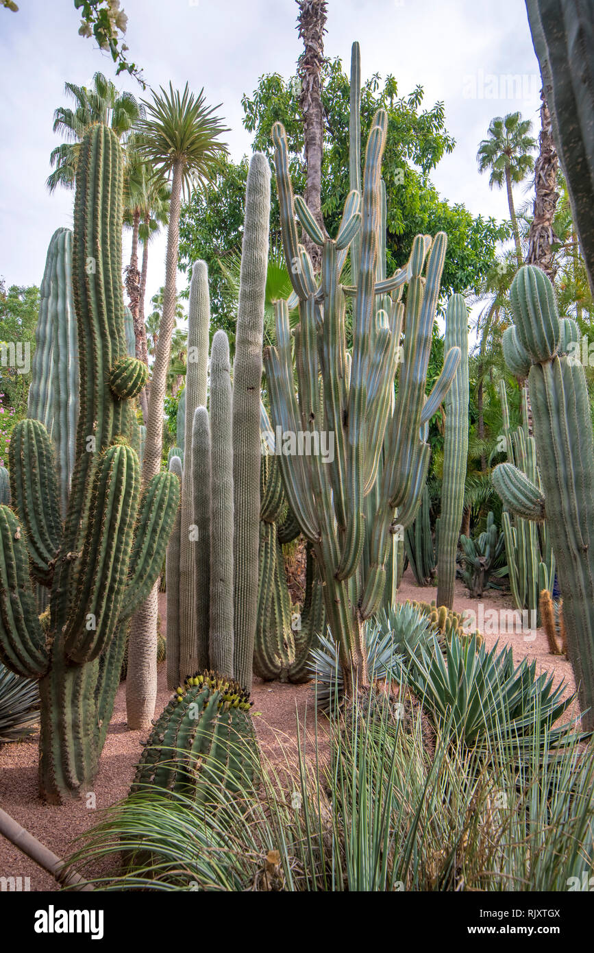 Die Majorell Garten ist ein botanischer Garten und Landschaft Garten in Marrakesch, Marokko. Jardin Majorelle Kakteen und tropischen Palmen. Stockfoto