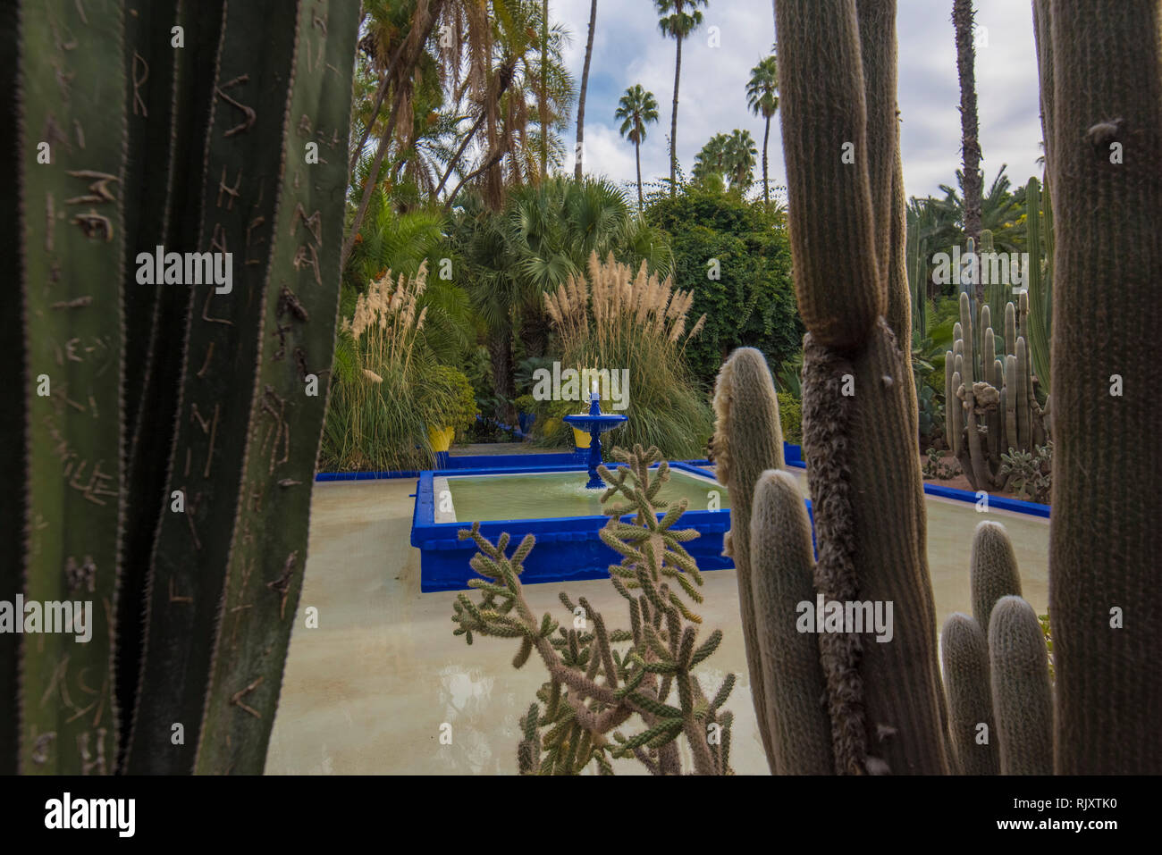 Die Majorell Garten ist ein botanischer Garten und Landschaft Garten in Marrakesch, Marokko. Jardin Majorelle Kakteen und tropischen Palmen. Stockfoto