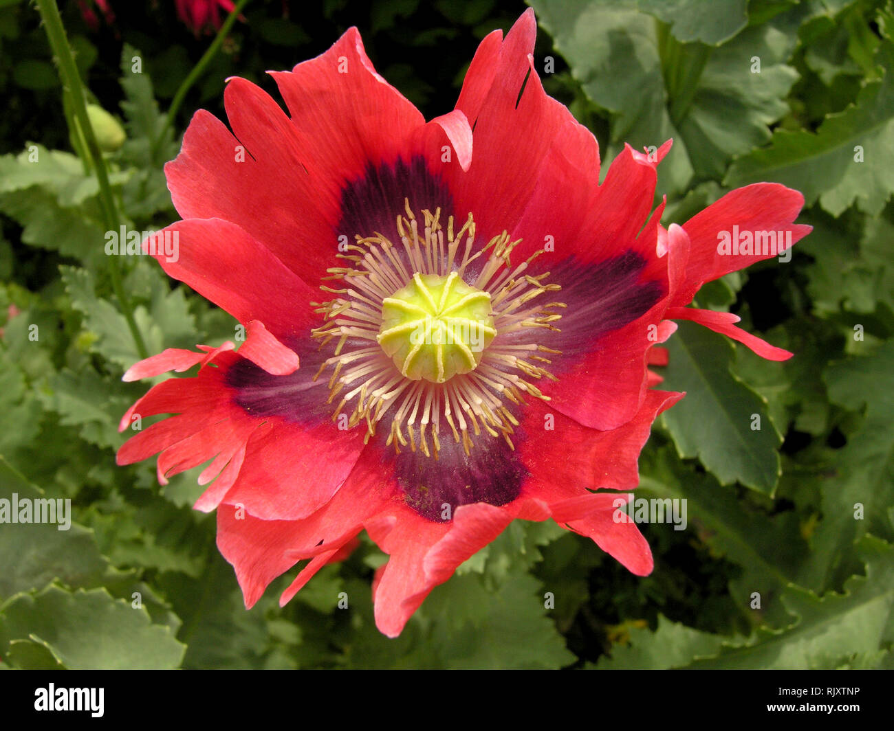 Rote Mohnblume Stockfoto