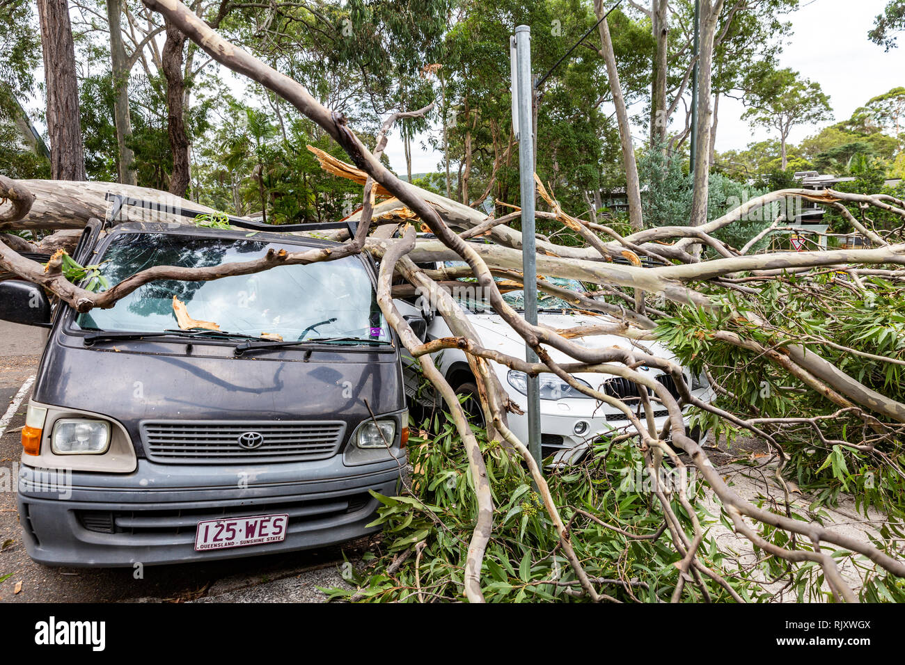 Baum fällt und Hits geparkten Auto auf dem Dach, Sydney, Australien Stockfoto