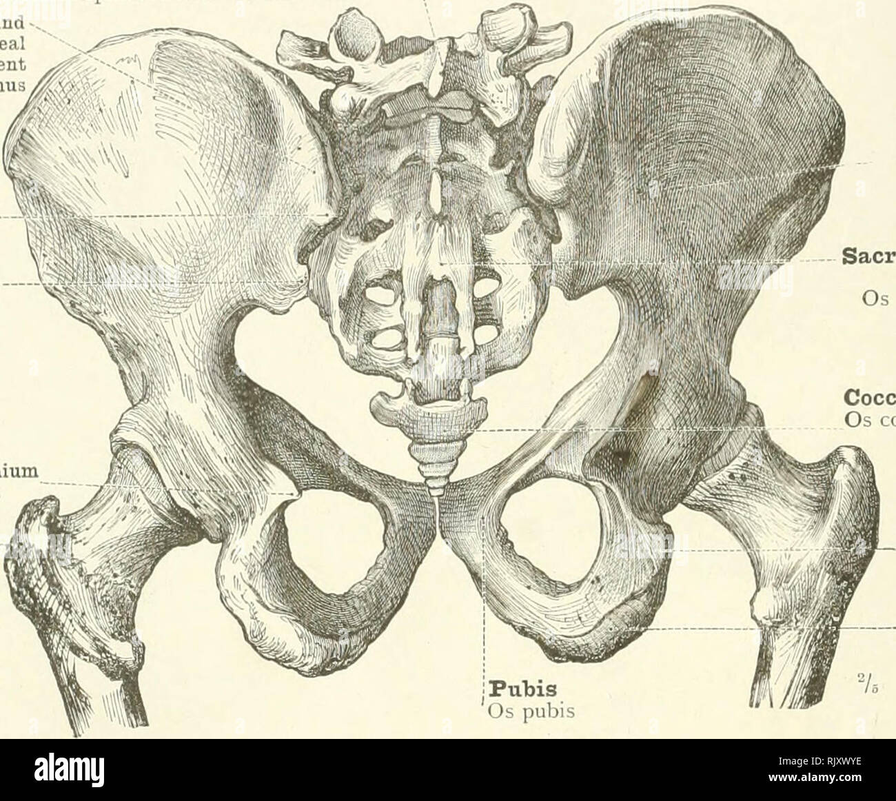 Ein Atlas Der Menschlichen Anatomie Fur Studenten Und Arzte Anatomie L2 S Das Skelett Der Unteren Extremitat Dornfortsatze Prozess Des Funften Lendenwirbel In N Lt Uns Wirbel Spinosus Lumbalis V Rauhen Oberflache