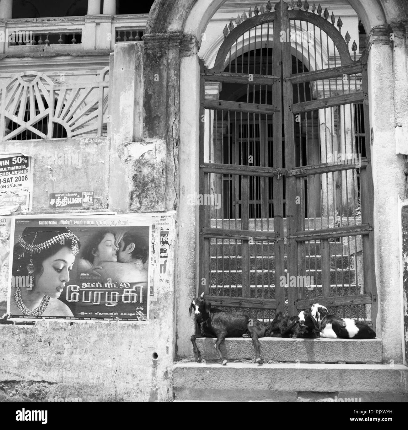 Ziegen vor einem verlassenen Herrenhaus in Karaikudi in der Region Chettinad in Tamil Nadu, Indien. Stockfoto