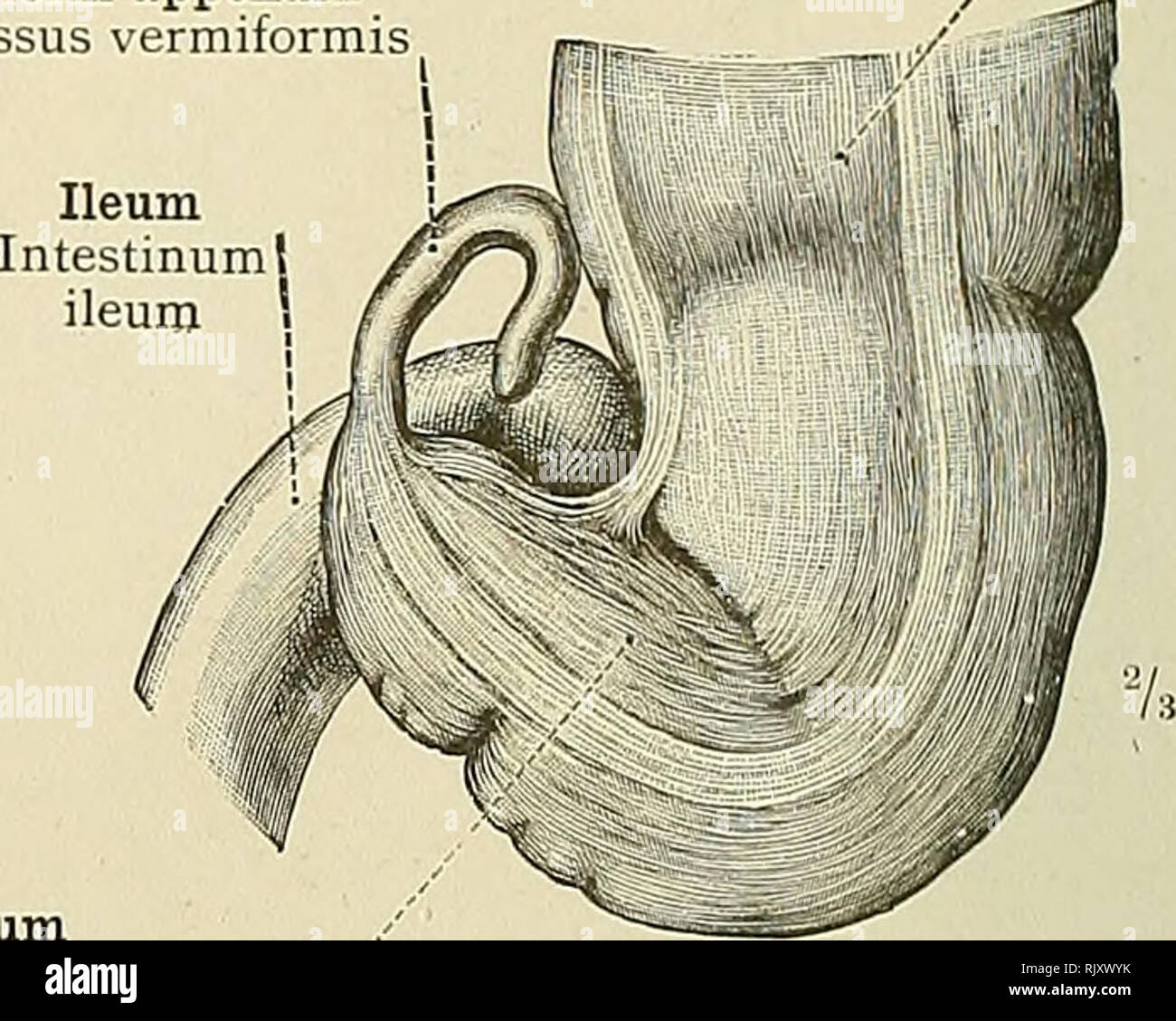 . Ein Atlas der menschlichen Anatomie für Studenten und Ärzte. Anatomie ...