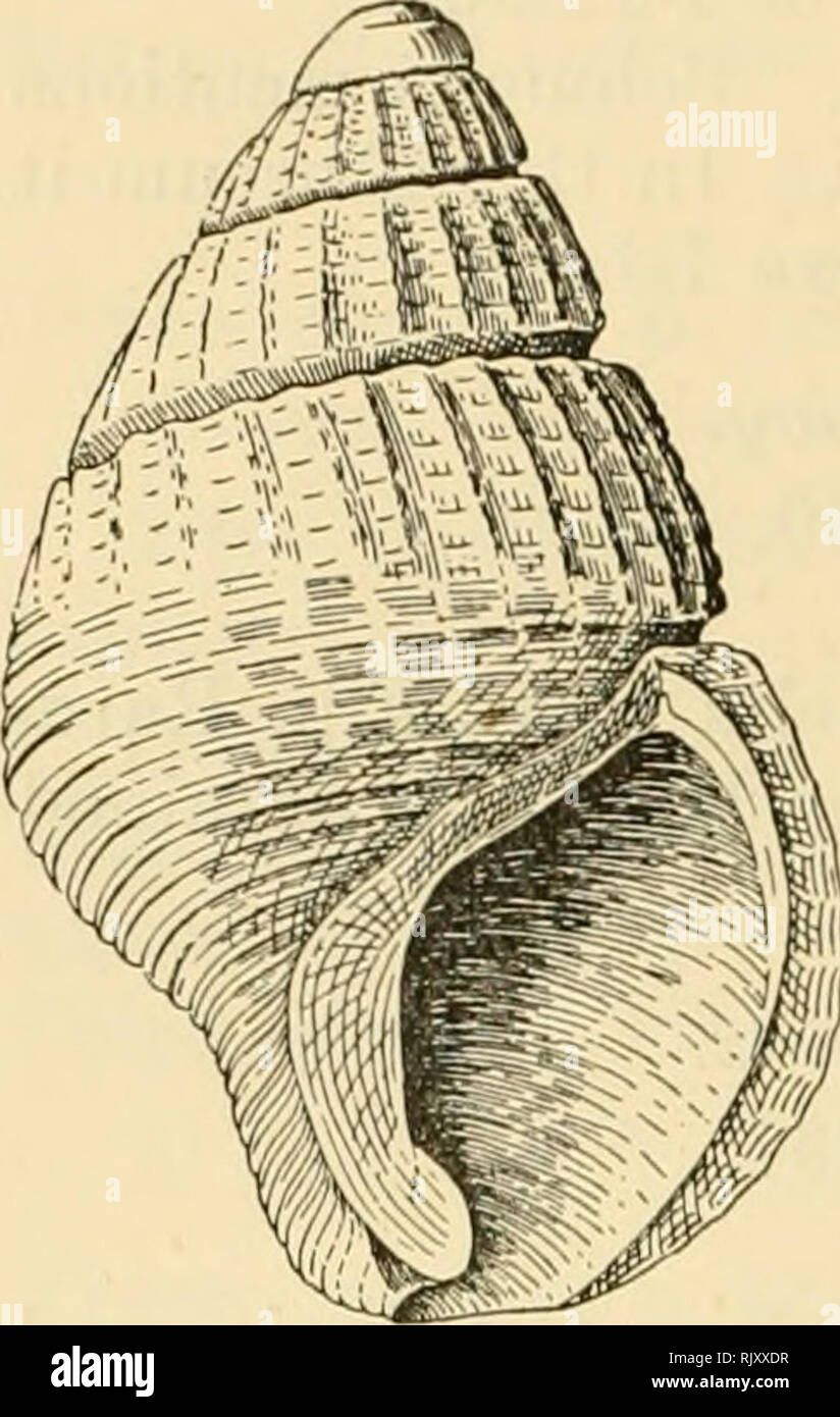 . Die Atoll Funafuti, Ellice Gruppe: Die Zoologie, Botanik, Ethnologie und allgemeine Struktur basierend auf Sammlungen von Frau Charles Hedley, des Australian Museum, Sydney, N. S. W. 462 Funafuti Atoll.. Abb. 37. Nassa semitexta, sp. nov. (Schwein. 37). • Shell breit eiförmig, Klein, Stark, opak, weiß. Umgänge fünf, von denen zwei Apikalen und glatt. Rest von kleinen, regelmäßig angeordnete, längsrippen; Am letzten Wirtel diese Zahl dreiundzwanzig und unterhalb der Peripherie verschwinden. Ähnlich spiralförmige Rippen, überqueren die longitudi-nals, Lattice der oberen Umgänge und im oberen Drittel der t Stockfoto