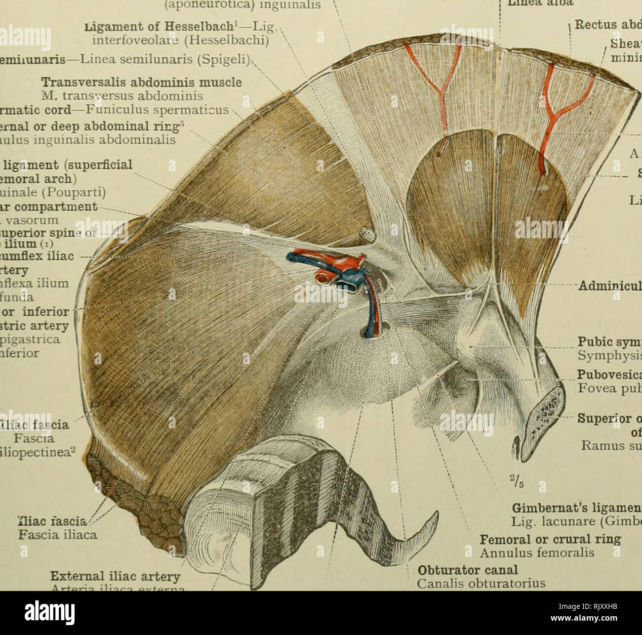 . Ein Atlas der menschlichen Anatomie für Studenten und Ärzte. Anatomie. Leistenkanal und Oberschenkel Kanal 389 Ligament von Henle' - Falx (aponeurotica) inguinalis Llnea semilunaris - Ligament von Hesselbach" - Lig interfoveolare (Hesselbachi) - Linea semilunaris (Spigel:. Transversalis Trizeps Muskel M. transversus Trizeps Spermatic - Netzkabel - Funiculus sperraaticus Interne oder tiefe Abdominaldiagnostik nng^ Annulus inguinalis abdommalis Poupart's Ligament (oberflächliche femoral arch Lig. inguinale (I'ouparti) Vaskuläre Fahrgastraum Lacuna vasorum anterior superior Wirbelsäule des Ilium (i) Tiefe Zirkumflex darmbein - arterie A.c Stockfoto