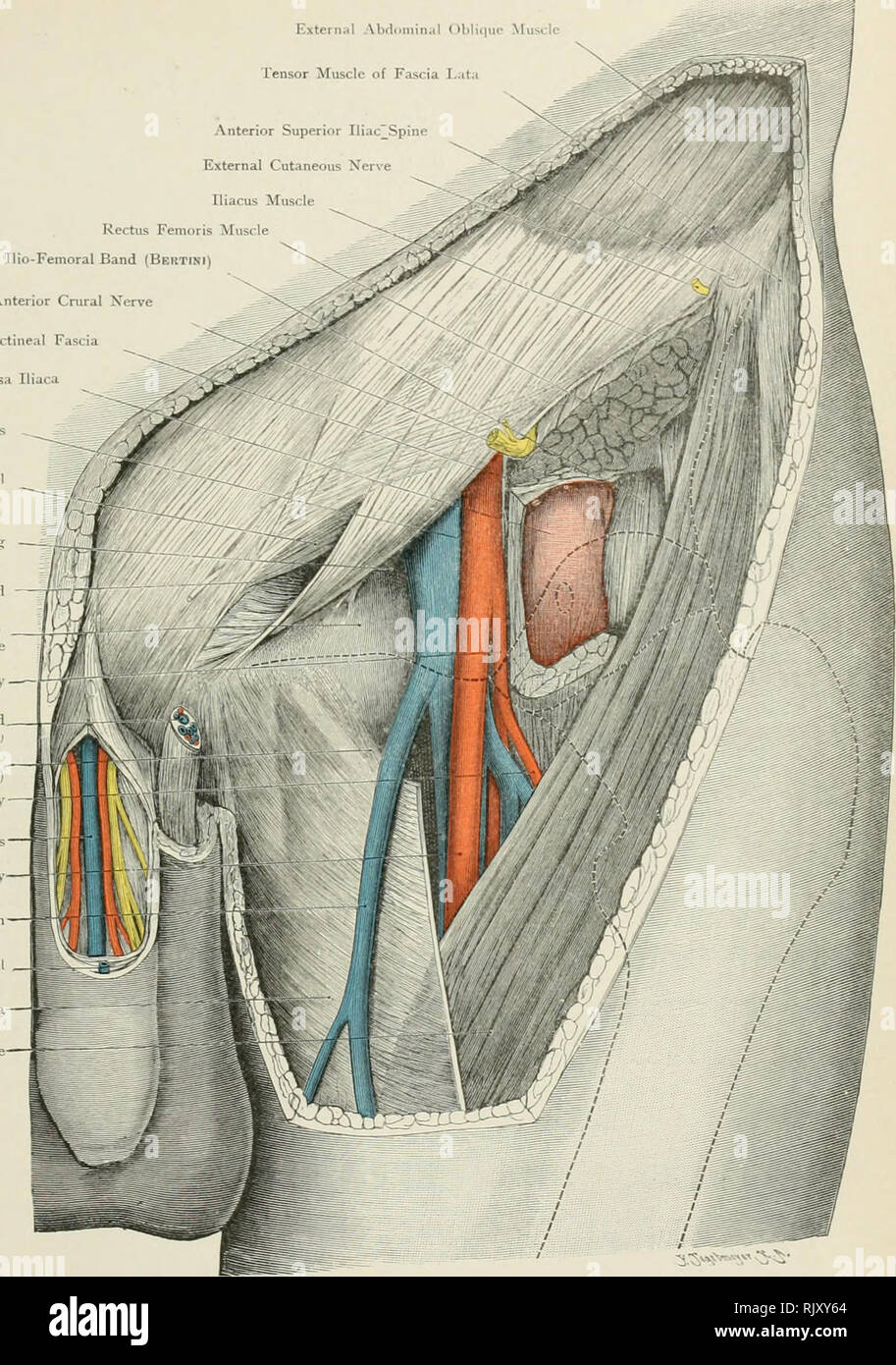 . Atlas der Angewandten (Topografische) menschlichen Anatomie für Studenten und Praktiker. Anatomie. Externiil Abflmnin. il Obiiiiiic Mus ( le Tensor Muskel der Faszie L; Ita iliaca anterior superior der Kiefer Externe kutane Nerv iliacus Muskel Rectus Pernor Muskel Ilio-Femoral Band (Bkrtini) Anterior Cruraldrüsen Nerv Ilio-Pectineal Fascia Iliaca Bursa Femoral Schiff interne Abdominal Oblique Muskel Femoral Rin; Ilio-Pubic Band - Faszien für Pectineus Muskel tief Femoralarterie, Samenstrang. (Vas deferens, minderwertiges Horn von Fossa ovalis (saphenous Öffnen} Externe Zirkumflex. Arterie dorsale Vene von Pe Stockfoto