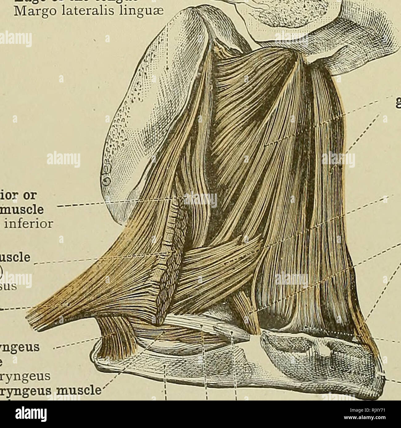 . Ein Atlas der menschlichen Anatomie für Studenten und Ärzte. Anatomie. /Lmgualis unterlegen oder minderwertige mehrsprachiges Muskel longitudinalis minderwertig Genioglossus oder'^'' 1 Geniohyoid geniohyoglossus Muskel Muskel M geniohyoideus Cricothyroid Muskel M. cricothyreoideus Abb. â i^QâThe Muskulatur der Zunge, mit der Geniohyoid Muskel, von der rechten Seite: Die Hyoglossus, die Styloglossus und die Genioglossus oder Geniohyoglossus Muskeln gesehen. Auch die Thyro - hyoid und Cricothyroid Muskeln. Körper des Unterkiefers Corpus mandibulae Rand der Zunge""" Margo lateralis Lingua; Genioglossus oder Stockfoto