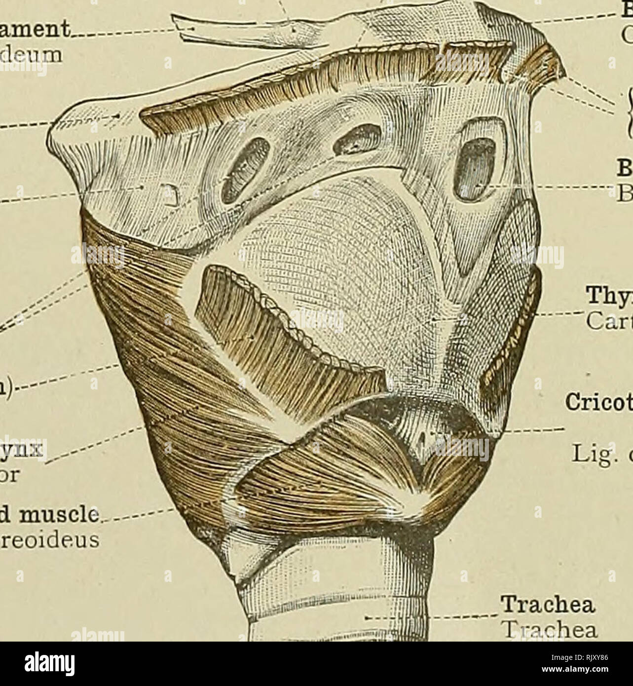 . Ein Atlas der menschlichen Anatomie für Studenten und Ärzte. Anatomie. Interne Schräge oder Mylohyoid ridge Linea ravlohyoidea Mylohyoid Muskel M. mylohyoideus Geniohyoid Muskel M. geniohyoideus Klein cornu Cornu minus, ^, durch. .,, Ich Der zungenbein ,. Ich ossis hyoidei. Tolle cornu ICH - "Cornu majusj Abb. 536. âM. Mylohyoid Mylohyoideus, der Muskel, die Muskeln der rechten und linken Seite zusammen bilden ein Stockwerk unter dem vorderen Teil des Mundes, das DiAPHRAGMA ORIS, und der GENIOHYOID Muskel, AUS GESEHEN über und hinter der Kleinen cornu Der zungenbein, Cornu minus ossis Stylohyoid hyoidei' Stockfoto