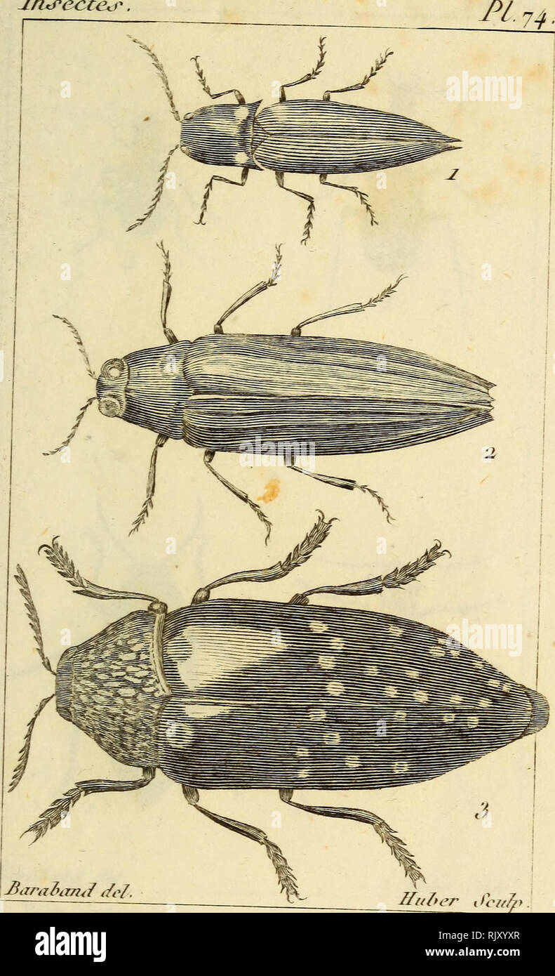 . Atlas des Insectes, Composé de 110 Planches, Représentant la plupart des Insectes décrits dans le Manuel d'histoire naturelle et dans le Manuel d'Entomologie. Insekten. Joh^ e&lt; iée^-..ich. Taup p^losplloric [l^e. ii. Bup Kaution de-Dorée. Wenn /// ter c/Cv/^&gt; 3. r&gt;. Marron.. Bitte beachten Sie, dass diese Bilder sind von der gescannten Seite Bilder, die digital für die Lesbarkeit verbessert haben mögen - Färbung und Aussehen dieser Abbildungen können nicht perfekt dem Original ähneln. extrahiert. Paris, Roret Stockfoto