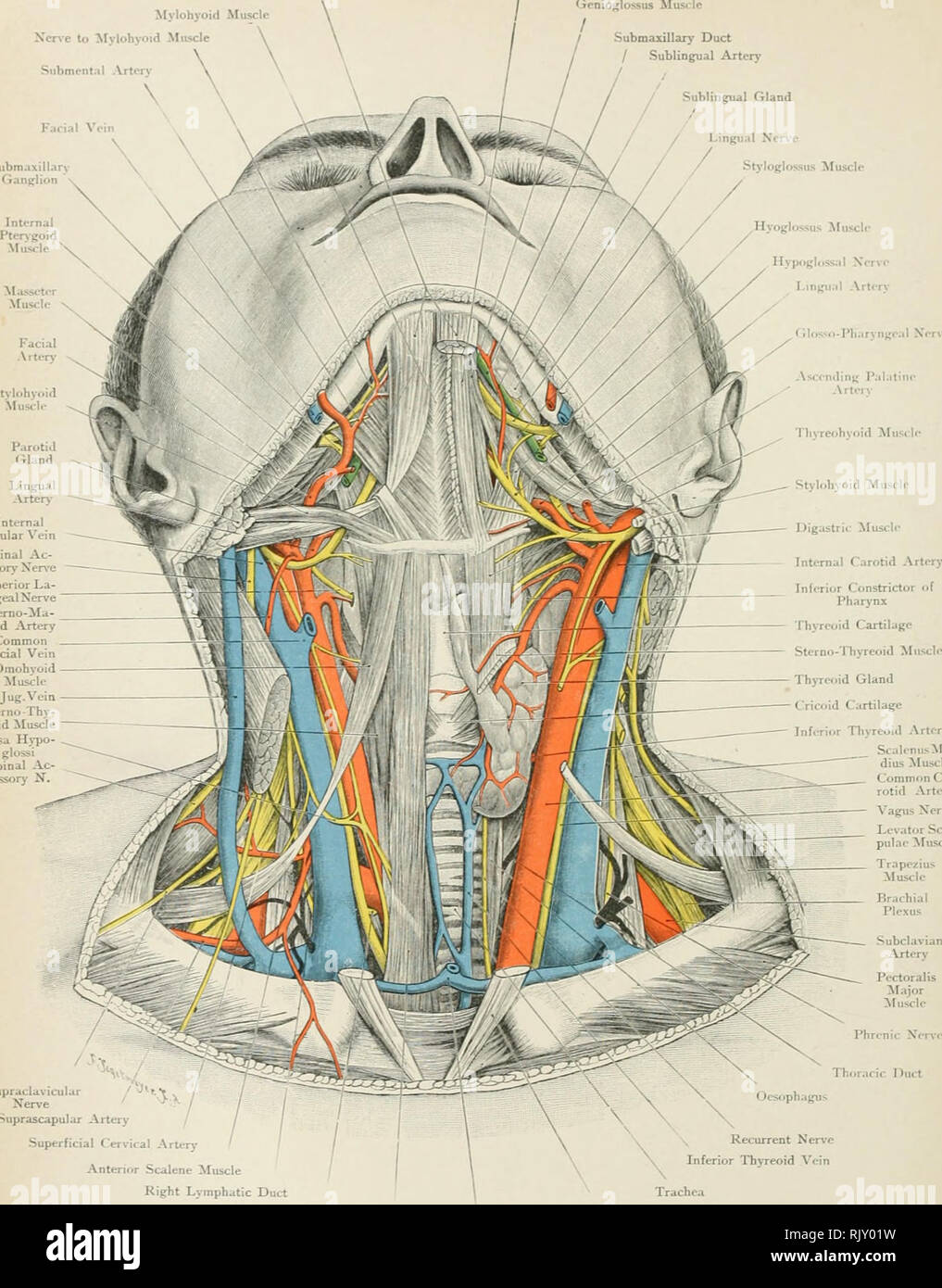 . Atlas der Angewandten (Topografische) menschlichen Anatomie für Studenten und Praktiker. Anatomie. Stylohyoid digastric Muskel Muskel Ncre zu Mylohyoid Muskel Subment.-il Arterv Geniohyoid Muskel/Genioglossus Muskel Submaxillary Kanal-/Sublingual Arterie Sublingual Drüse Gesichtsbehandlung Vene Submaxillar) "Ganglion mehrsprachiges Nerv - Styloglossus Muskel Muskel Hyoglossus Hypogloss; il Xcrve Lingit." il Arterie filosso - Tonsilla palatina Xeric aufsteigend Arterie Tlivreohvoirt Muskel. Der Vena jugularis interna Spinale Ac-cessory Xerve Superior La-ryngeal Nerv Stemo-Ma - stoid Arterie gemeinsamen Gesichts Vene ExtJu Omohyoid Muskel Stockfoto