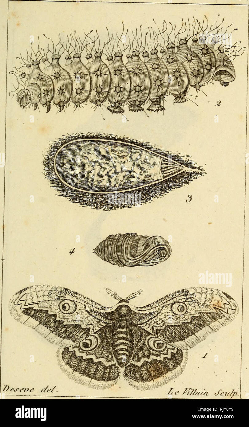 . Atlas des Insectes, Composé de 110 Planches, Représentant la plupart des Insectes décrits dans le Manuel d'histoire naturelle et dans le Manuel d'Entomologie. Insekten. I/ij'ecée ^. jPL: lS.. 1. J^Cmi. () "Iiiid Paou. 2Sa Clioiiille. 5. Sa Co (pie. 4 - Sa C'Jirvsalido. Bitte beachten Sie, dass diese Bilder sind von der gescannten Seite Bilder, die digital für die Lesbarkeit verbessert haben mögen - Färbung und Aussehen dieser Abbildungen können nicht perfekt dem Original ähneln. extrahiert. Paris, Roret Stockfoto