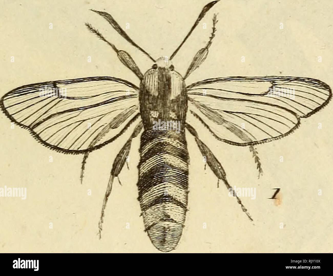 . Atlas des Insectes, Composé de 110 Planches, Représentant la plupart des Insectes décrits dans le Manuel d'histoire naturelle et dans le Manuel d'Entomologie. Insekten. c^&lt;/Ol. Ich. Apiior mich. ^. De la Filipeiidule. 3. Sa Clienille. 4 Sa Co&lt; | iLe. 5 Tiirc | i.E.) ise.. Bitte beachten Sie, dass diese Bilder sind von der gescannten Seite Bilder, die digital für die Lesbarkeit verbessert haben mögen - Färbung und Aussehen dieser Abbildungen können nicht perfekt dem Original ähneln. extrahiert. Paris, Roret Stockfoto
