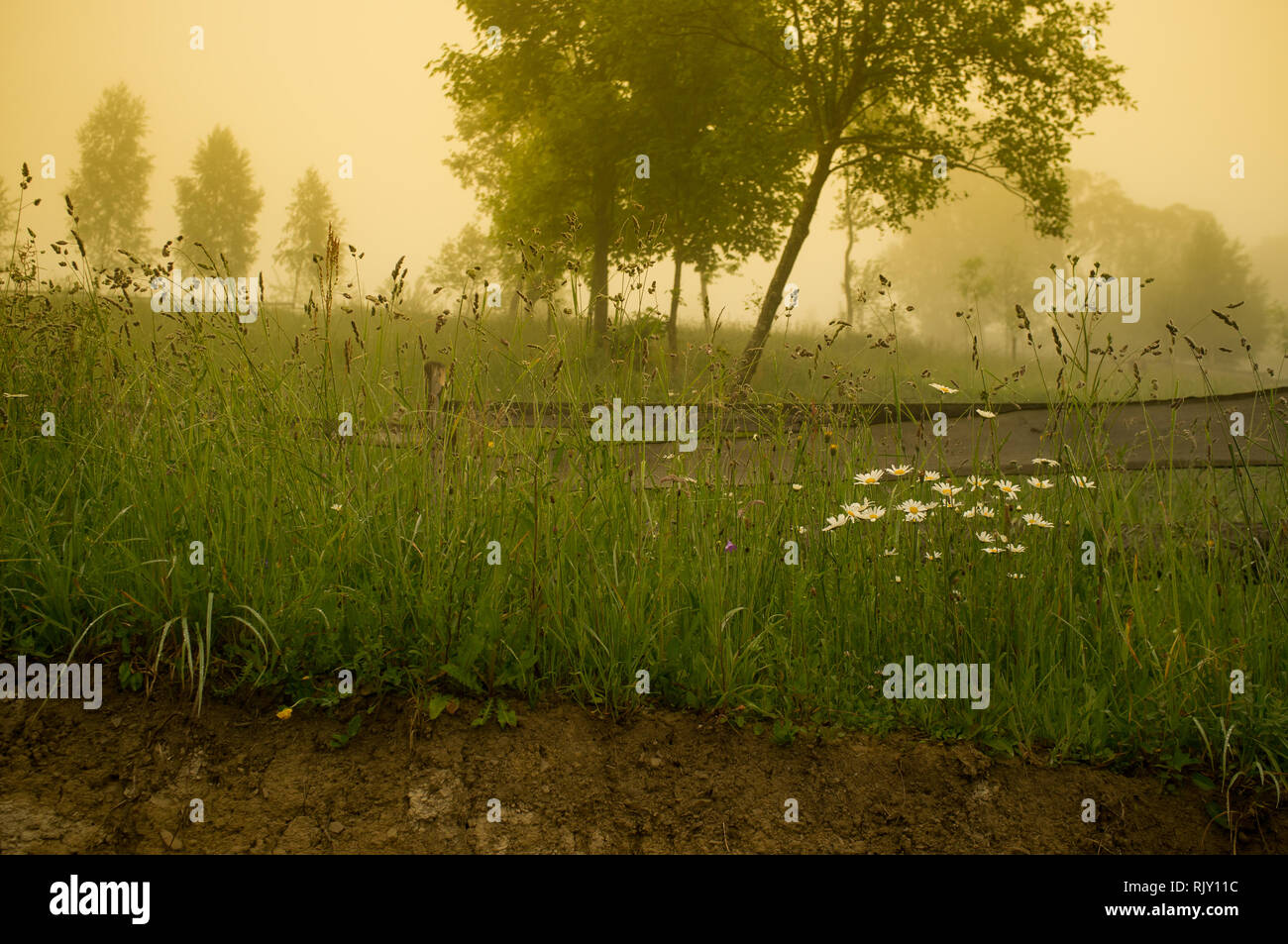 Schönen Morgen in die Landschaft. Wiese und Bäume im Nebel Stockfoto