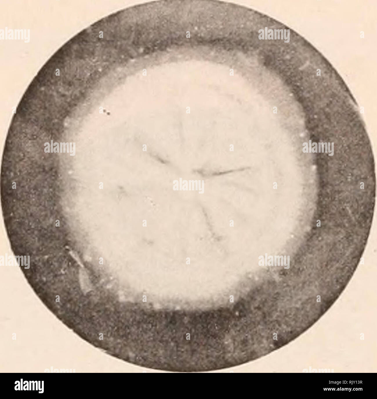 . Atlas de Microbiologie... Roussel, Georges; Mikrobiologie. . Bitte beachten Sie, dass diese Bilder sind von der gescannten Seite Bilder, die digital für die Lesbarkeit verbessert haben mögen - Färbung und Aussehen dieser Abbildungen können nicht perfekt dem Original ähneln. extrahiert. Doyen, E. in Paris. Stockfoto