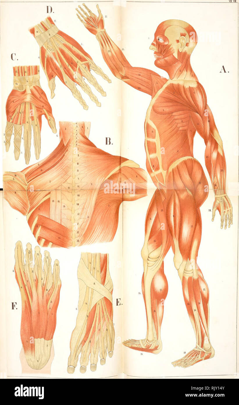 Ein Atlas Der Anatomie Oder Bilder Des Menschlichen Korpers In Vierundzwanzig Quarto Farbige Platten Aus Hundert