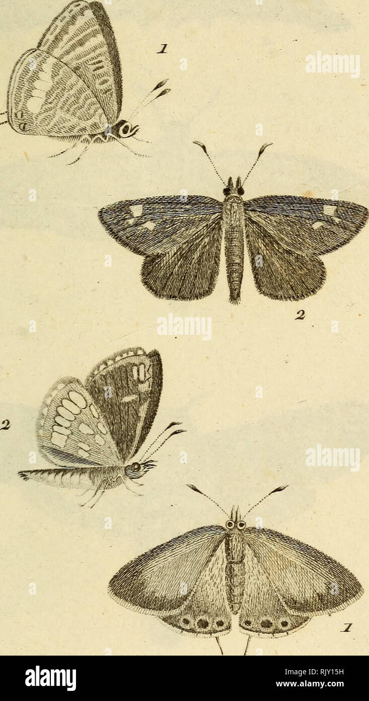 . Atlas des Insectes, composÃ© de 110 Planches, reprÃ©sentant La plupart des Insectes Dekor crits dans le Manuel d'histoire naturelle et dans le Manuel d'Entomologie. Insekten. IrurerAe^i&gt; ich... Deifeve' del. Ca{p{et Wig^ Ip. 1.1. P oder Te-queaie. Ein %. Alii^ oir, LlexL S txxe.. Bitte beachten Sie, dass diese Bilder sind von der gescannten Seite Bilder, die digital für die Lesbarkeit verbessert haben mögen - Färbung und Aussehen dieser Abbildungen können nicht perfekt dem Original ähneln. extrahiert. Paris, Roret Stockfoto