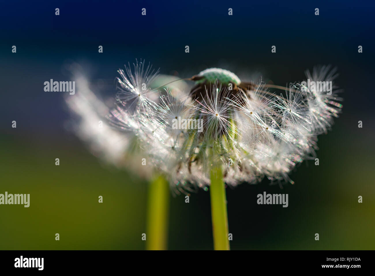 Löwenzahn Hälfte fünfzig fünfzig zusammen mit Blumen Samen Stockfoto