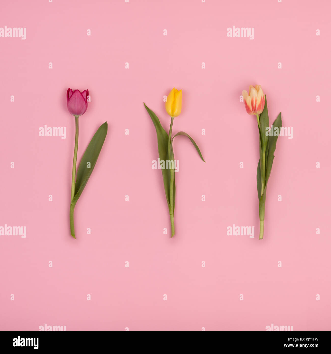 Schöne Tulpen auf rosa Papier, Ansicht von oben Stockfoto