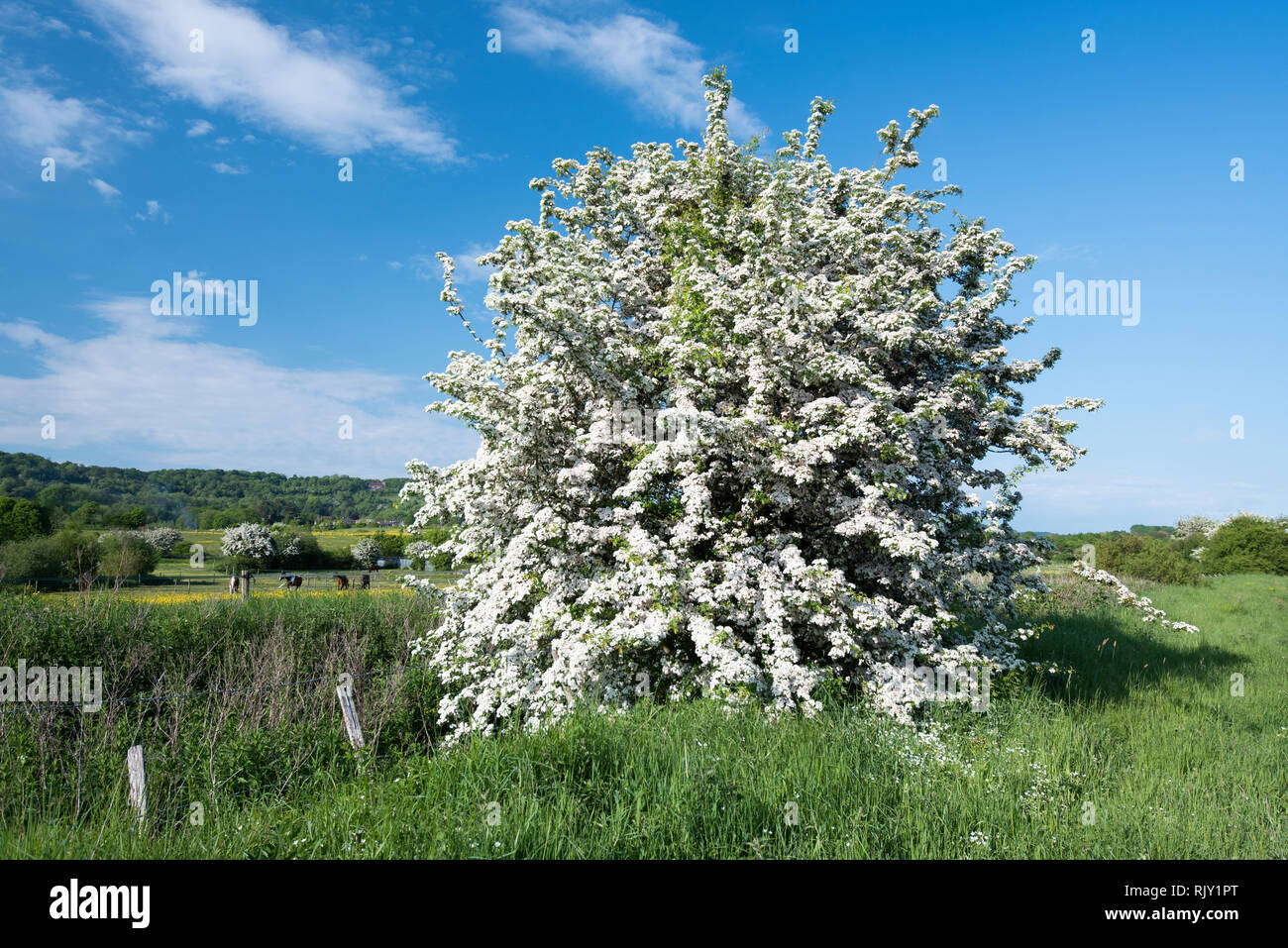 Mai Baum in voller Blüte in der englischen Landschaft Stockfoto