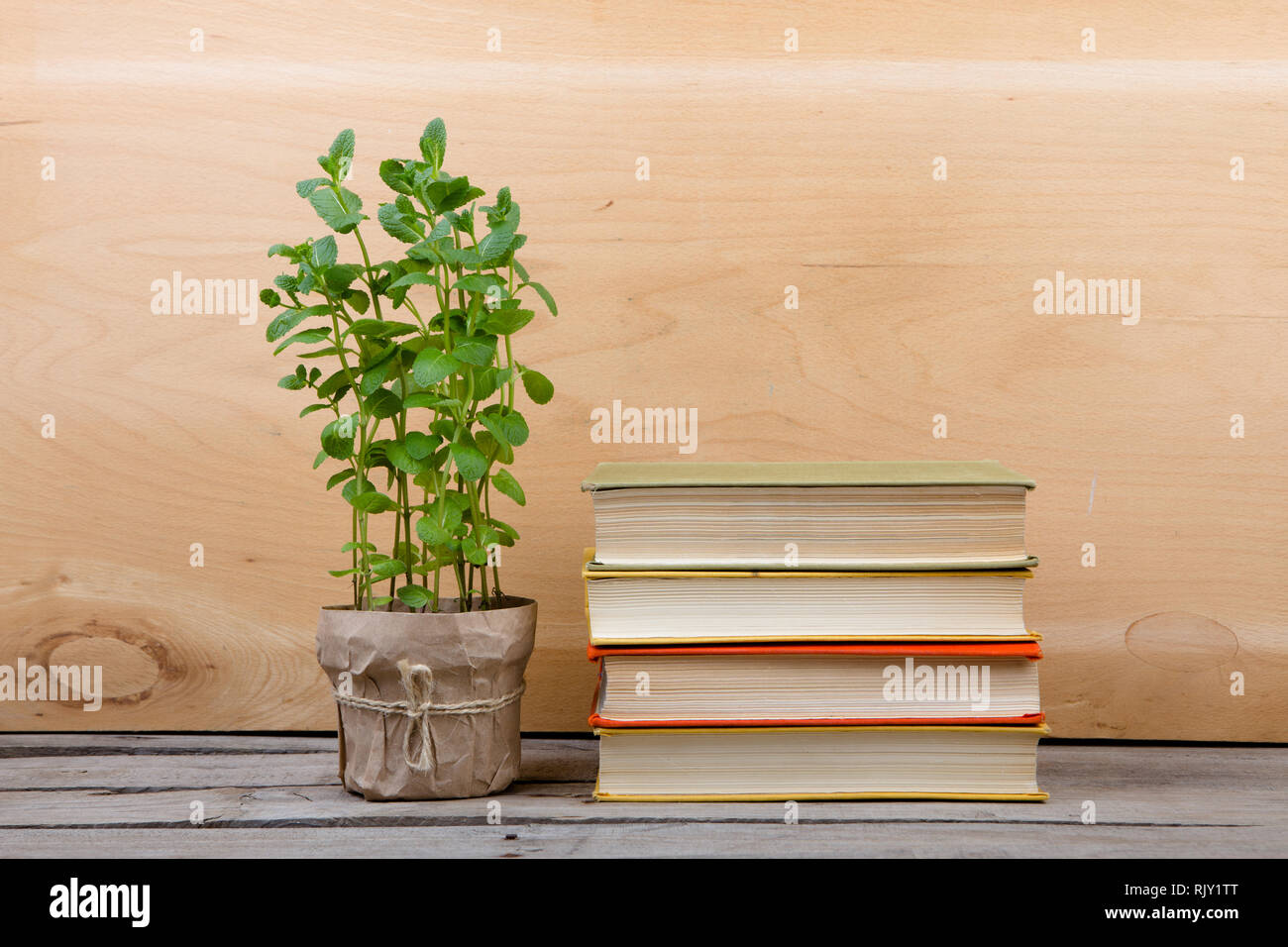 Bildung und lesen Konzept - Bücher und grüne Pflanze auf dem Schreibtisch Stockfoto