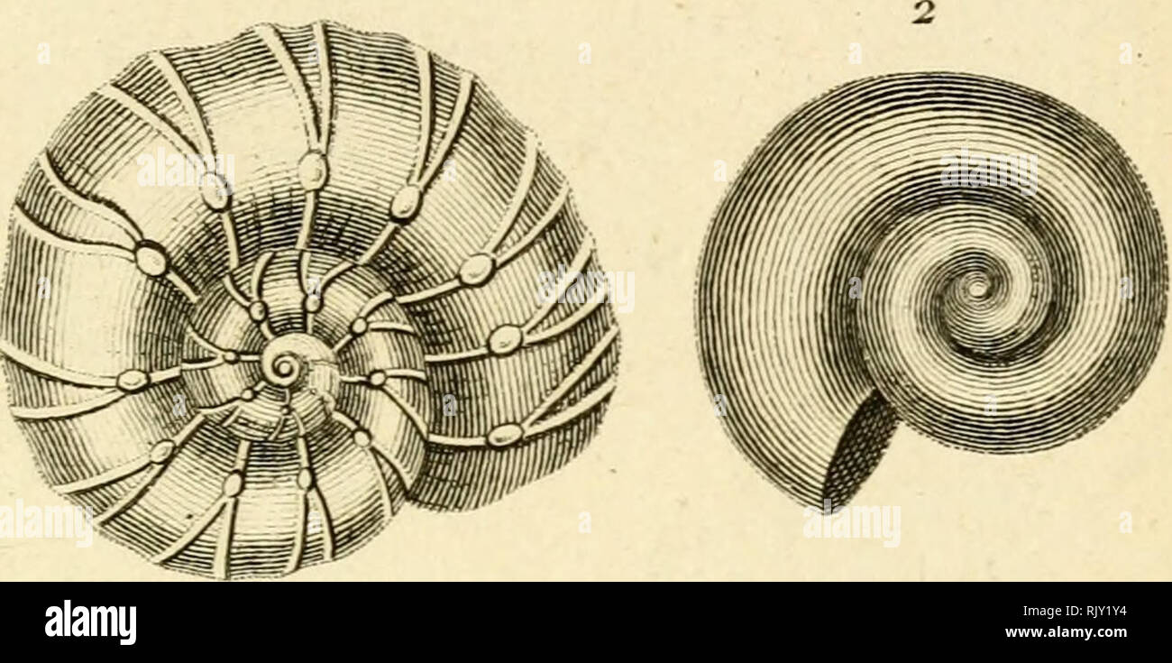 . Atlas des Mollusques: Composé de 51 Planches, Représentant la plupart des Mollusques nus et des coquilles décrits dans le Manuel d'histoire naturelle. Muscheln, Muscheln. Uol/iuf^ ue^C P/. :&Gt;. ™:} i; iliiiuimiiilpiiiiii' | j!i"'t!||] jij {jUi) lllllililllll^. Bitte beachten Sie, dass diese Bilder sind von der gescannten Seite Bilder, die digital für die Lesbarkeit verbessert haben mögen - Färbung und Aussehen dieser Abbildungen können nicht perfekt dem Original ähneln. extrahiert. Bosc, L. A. G. (Louis Augustin Guillaume), 1759-1828. Histoire Naturelle des coquilles; Rang, Sander, 1793-1844; Berry, S. St Stockfoto