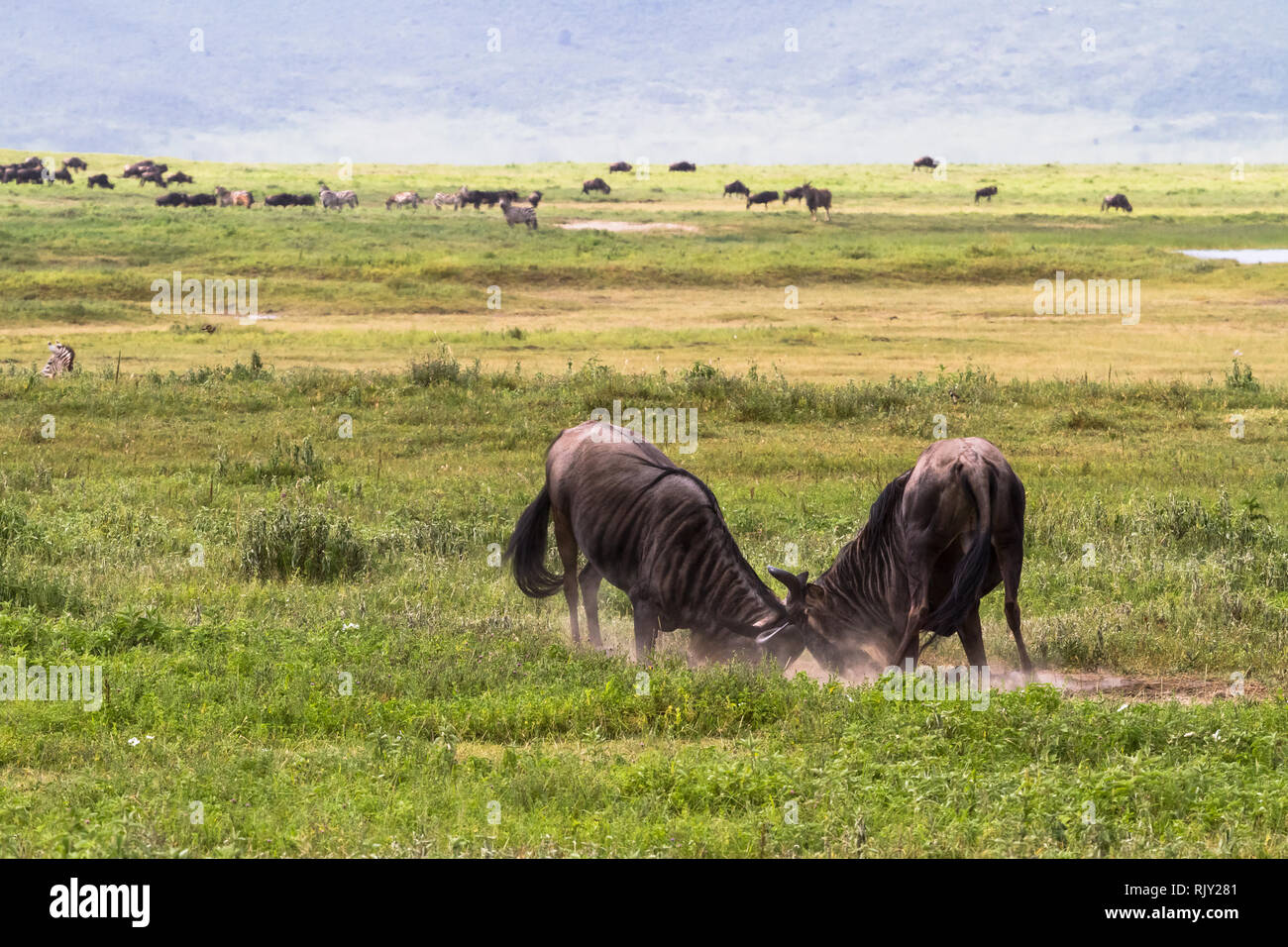 Schlacht von zwei Gnus Antilopen. Innerhalb des Kraters des Ngorogoro. Tansania Stockfoto