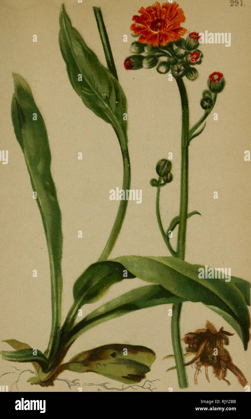 . Atlas der Alpenflora. Berg pflanzen. HieraciMm aurantiacun-Alp" "k" tte, wie "Oraiigerothes Habichtskraut. iw Bode. 130* - "4" oM. Häufig'''. Bitte beachten Sie, dass diese Bilder sind von der gescannten Seite Bilder, die digital für die Lesbarkeit verbessert haben mögen - Färbung und Aussehen dieser Abbildungen können nicht perfekt dem Original ähneln. extrahiert. Hartinger, Anton, b. 1806; Dalla Torre, K.W.von (Karl Wilhelm), 1850-1928; Deutscher Alpenverein (gegründet 1874). Wien: Eigenthum und Verlag des Deutschen und Oesterr. Alpenvereins Stockfoto