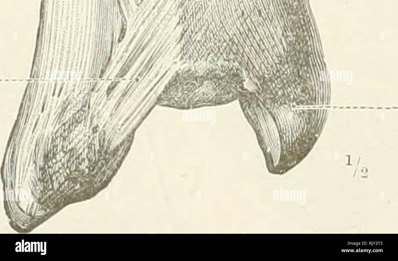 . Ein Atlas der menschlichen Anatomie für Studenten und Ärzte. Anatomie. Tuberkel der Tibia tibia Tuberositas? Interosseous Membrane oder Ligament, der Bein - Merubrana interossea cruris Anterior border-Crista anterior Interosseous ridge Crista interossea Innere Oberfläche Facies medialis Anterior inferior tibiofibular Ligament - Lig. malleoli anterius lateralis. Interne malleolus Malleolus medialis Abb. 477.- Articulatio Tibiofibularis et Syndesmosis Tibiofibularis, Tibiofibular Articu. Die Interosseous Membrane oder Bänder, des rechten Beines; die Anterior Superior und Anterioren Inf Stockfoto