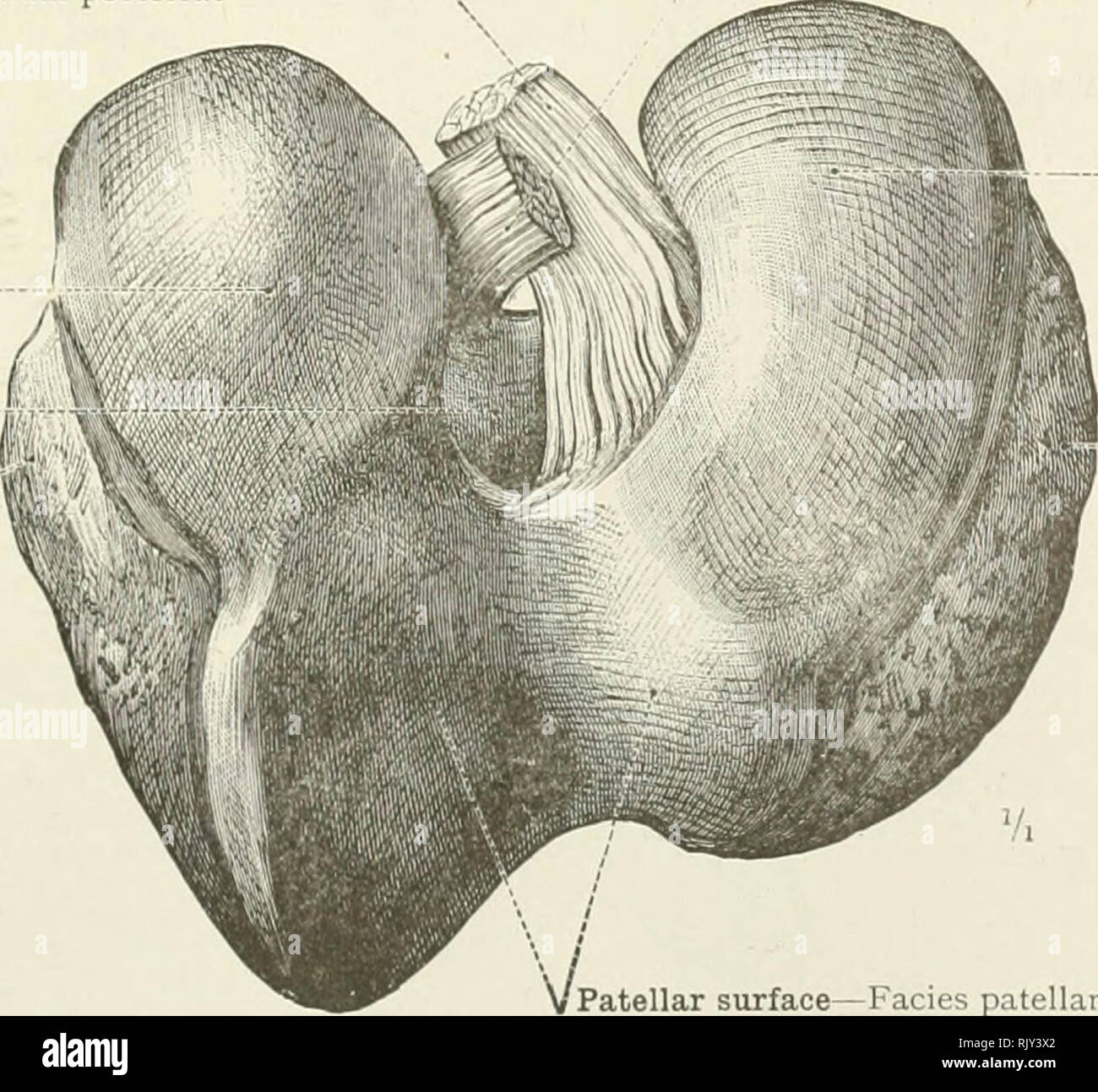 . Ein Atlas der menschlichen Anatomie für Studenten und Ärzte. Anatomie. Anterior oder externe entscheidende Proprium Lig. Cruciatum anterius Interne taschenklappen - Fibrocartilage Meniskus medialis Posterior oder interne Crucial ligament Ligamentum cruciatum Lig. postenus von Wrisberg'Lig. menisci lateralis^ ioberti) 1 Siehe Anmerkung zu s. 233. Abb. 475.- Die distale Gelenkflächen des Knee-Joint: Die Interarticular Semi-lunar Fibrocartilages, und die Erweiterung der vorderen Extremitäten in der Transverse Ligament Der taschenklappen Fibrocartilages. Die Kommunikation zwischen dem Superior Tibiofibular Kunst Stockfoto