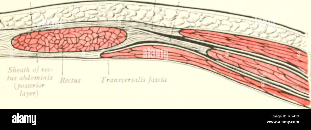 Ligamentum inguinale -Fotos und -Bildmaterial in hoher Auflösung – Alamy